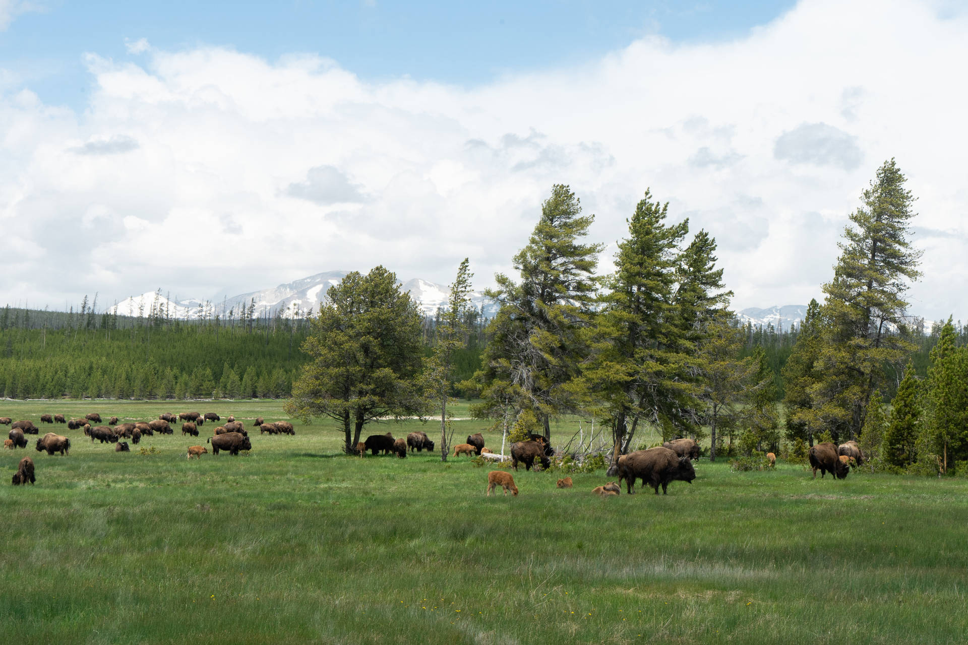 Yak Herd On Grass Field Wide Shot Wallpaper