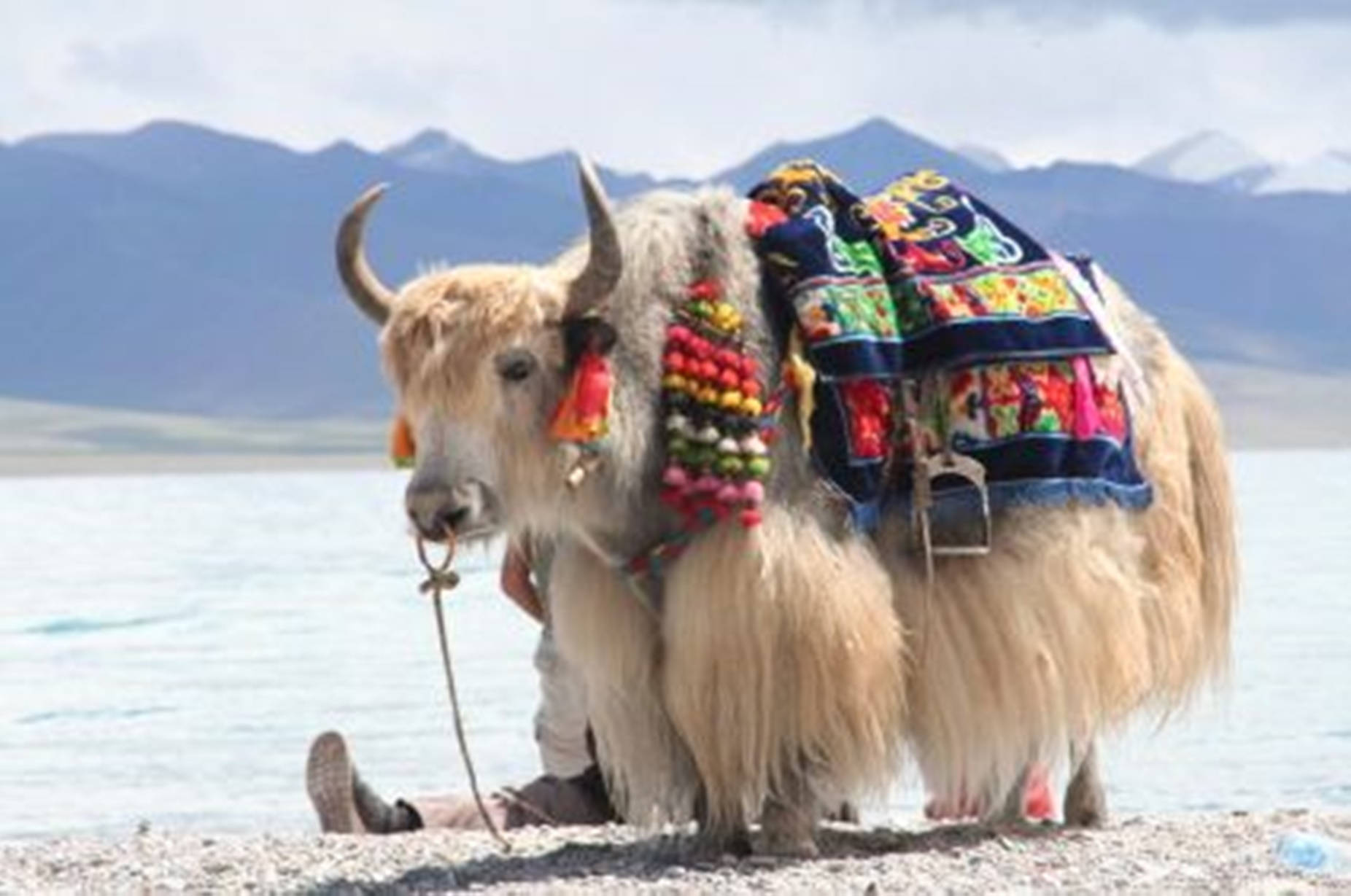 Yak White Aesthetic With Colorful Items Wallpaper