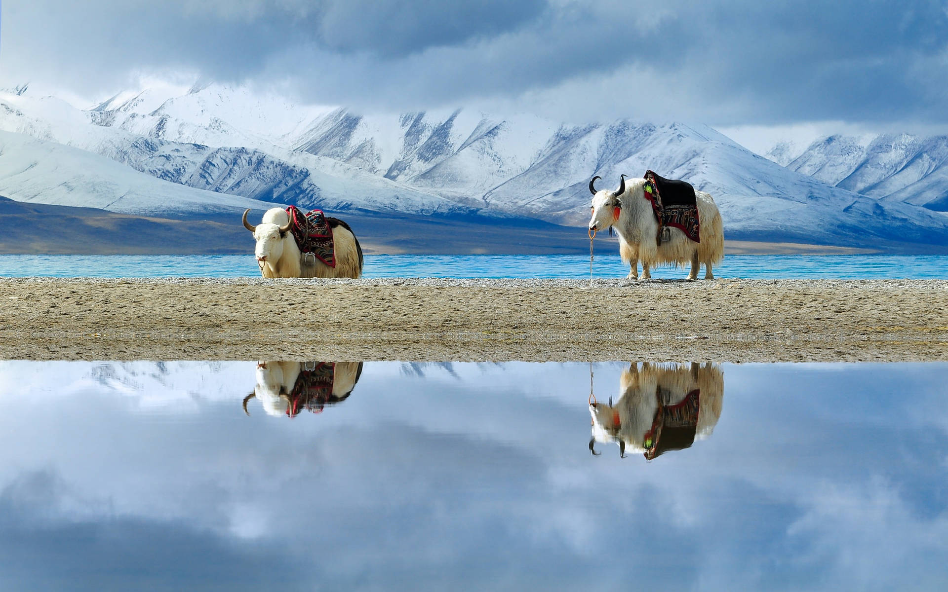 Yak White Aesthetic With Saddles By Lake Wallpaper