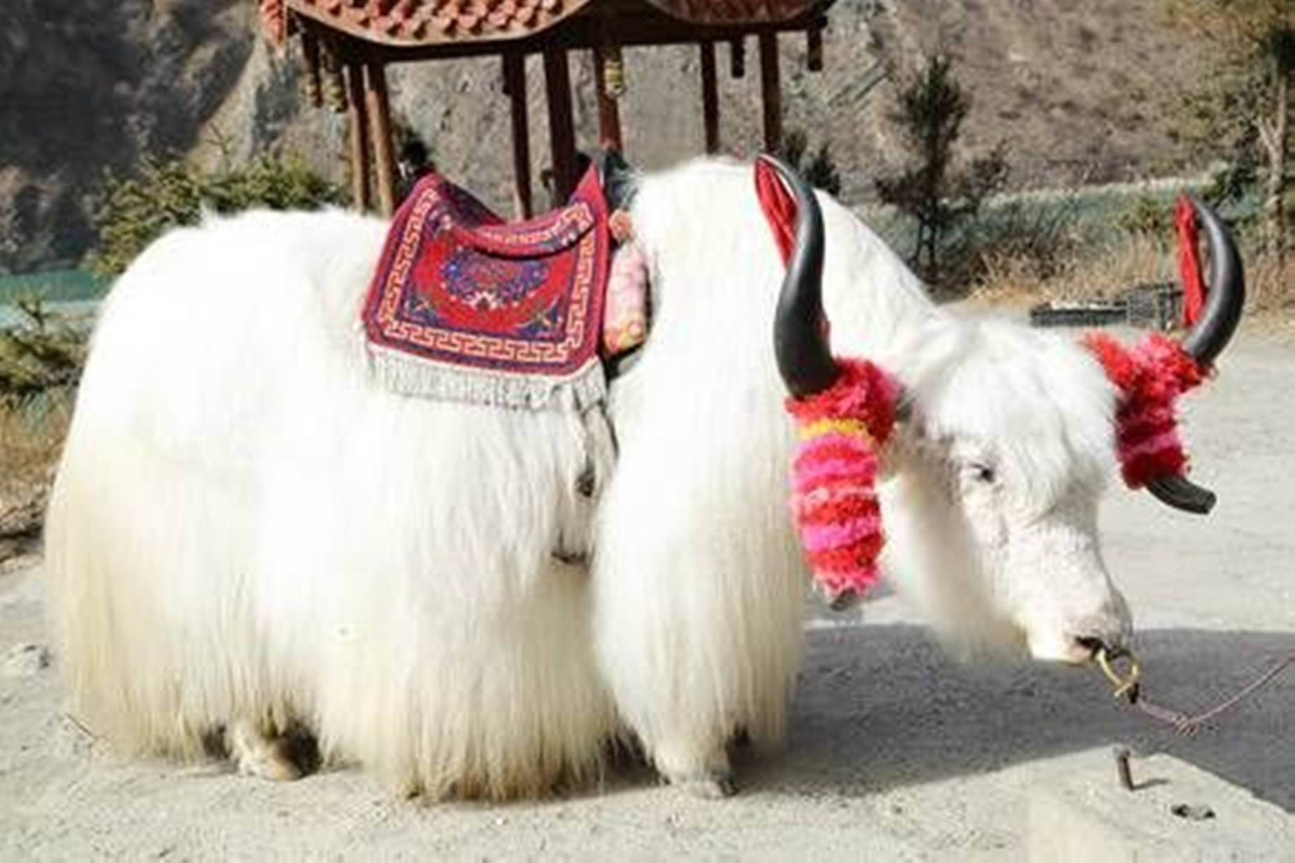 Caption: Majestic White Yak Adorned with Red Aesthetic Items Wallpaper