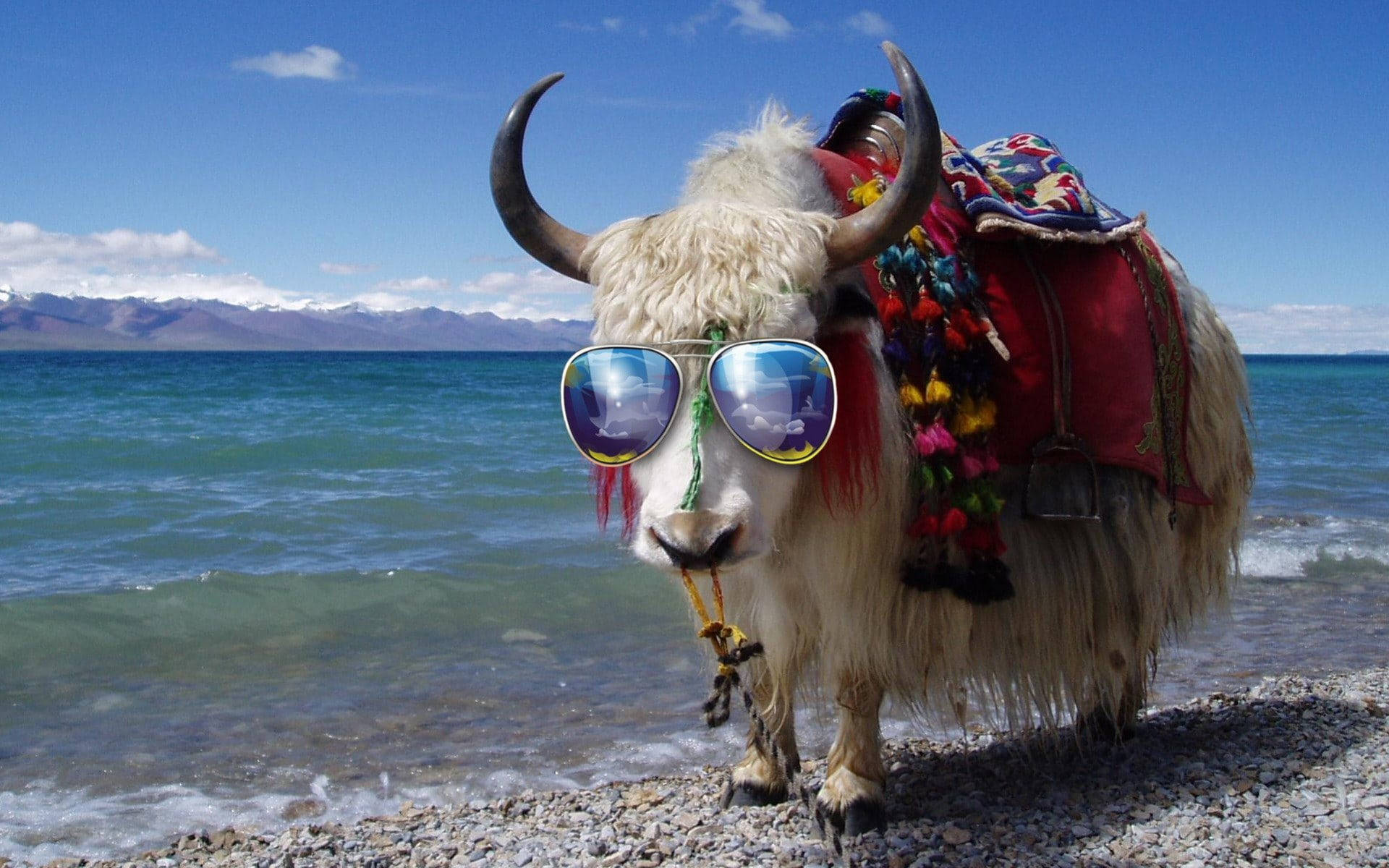 Yak With Saddle And Sunglasses On Beach Wallpaper