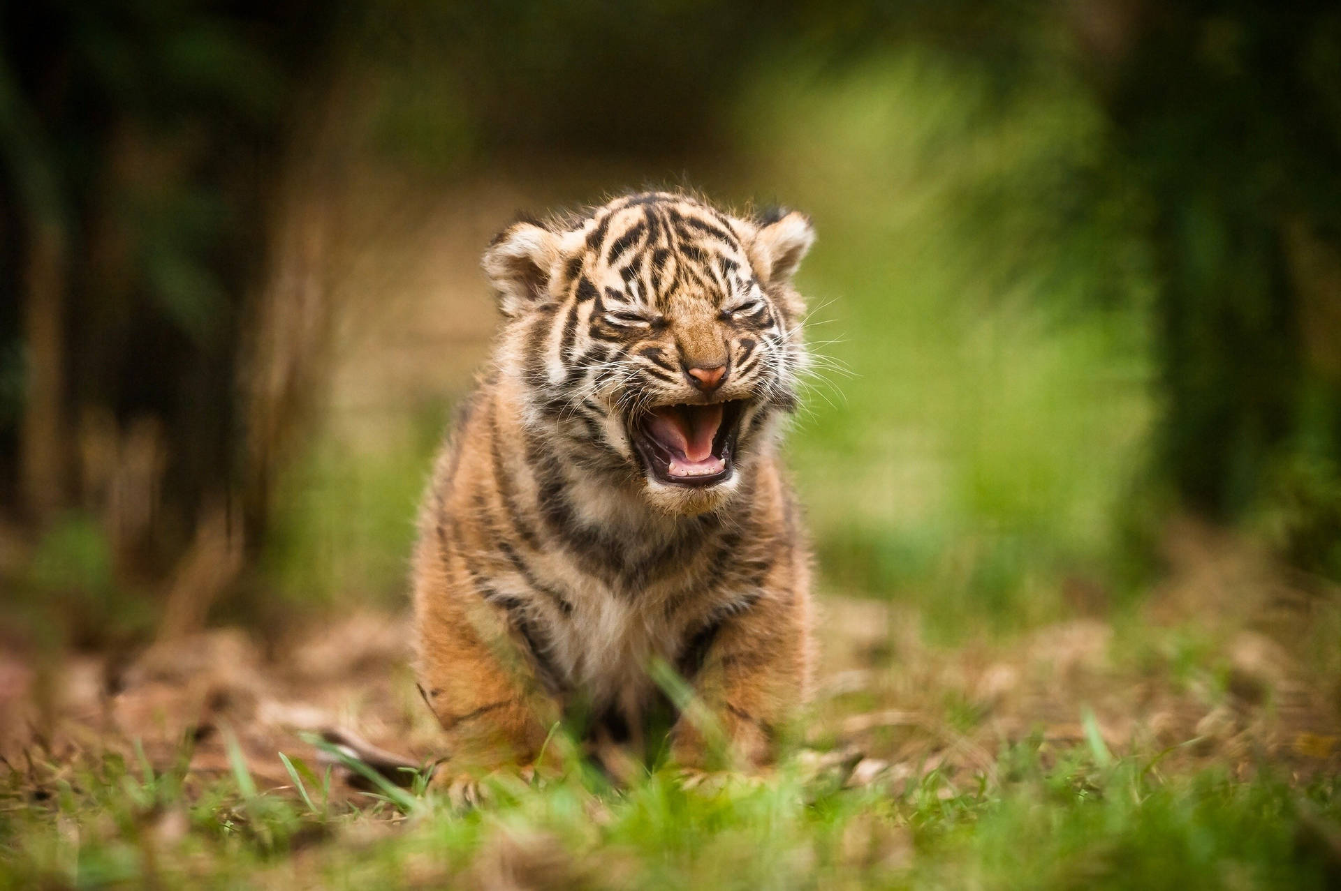 Yawning Baby Tiger Wallpaper