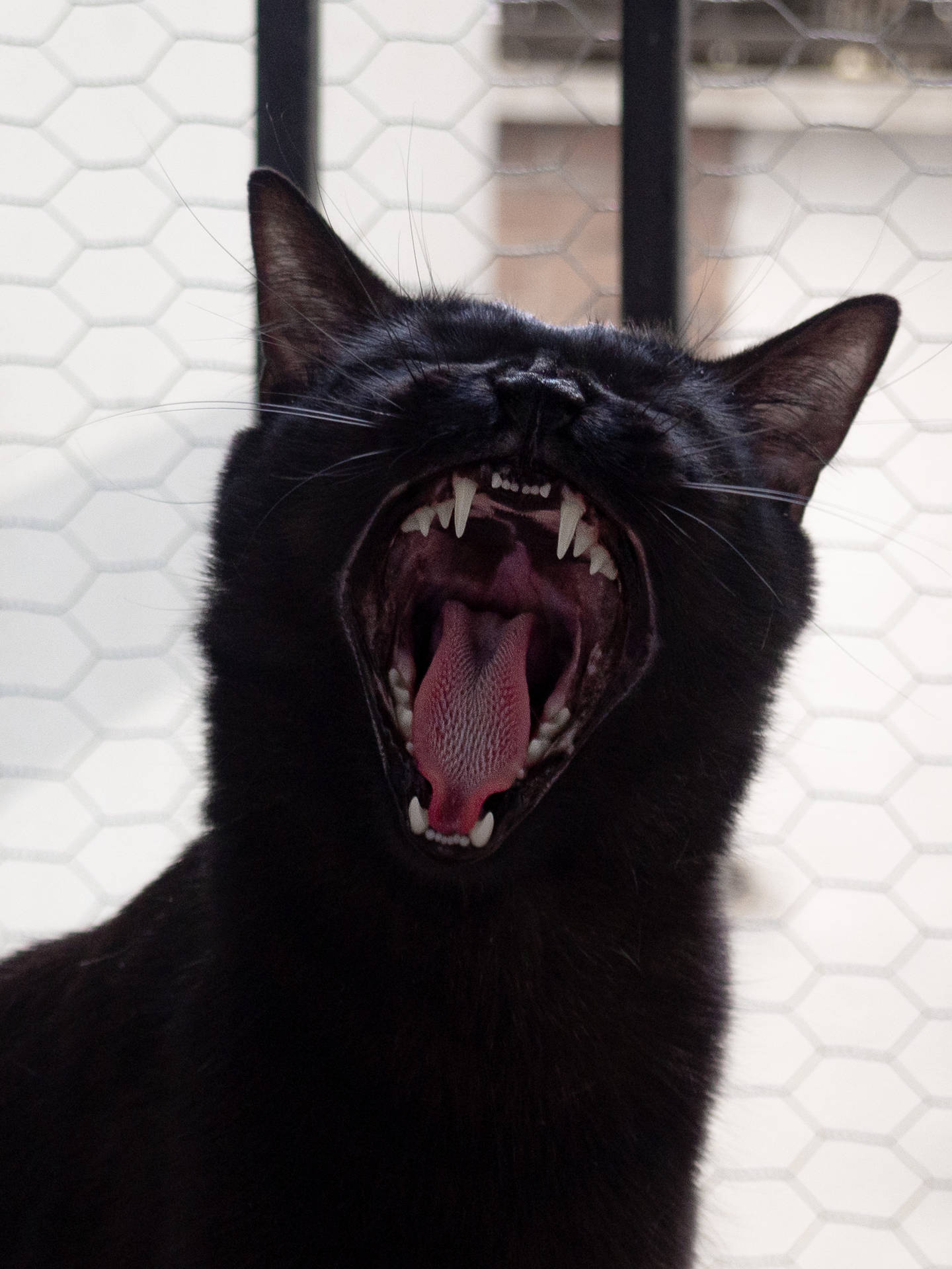 Yawning Black Cat
