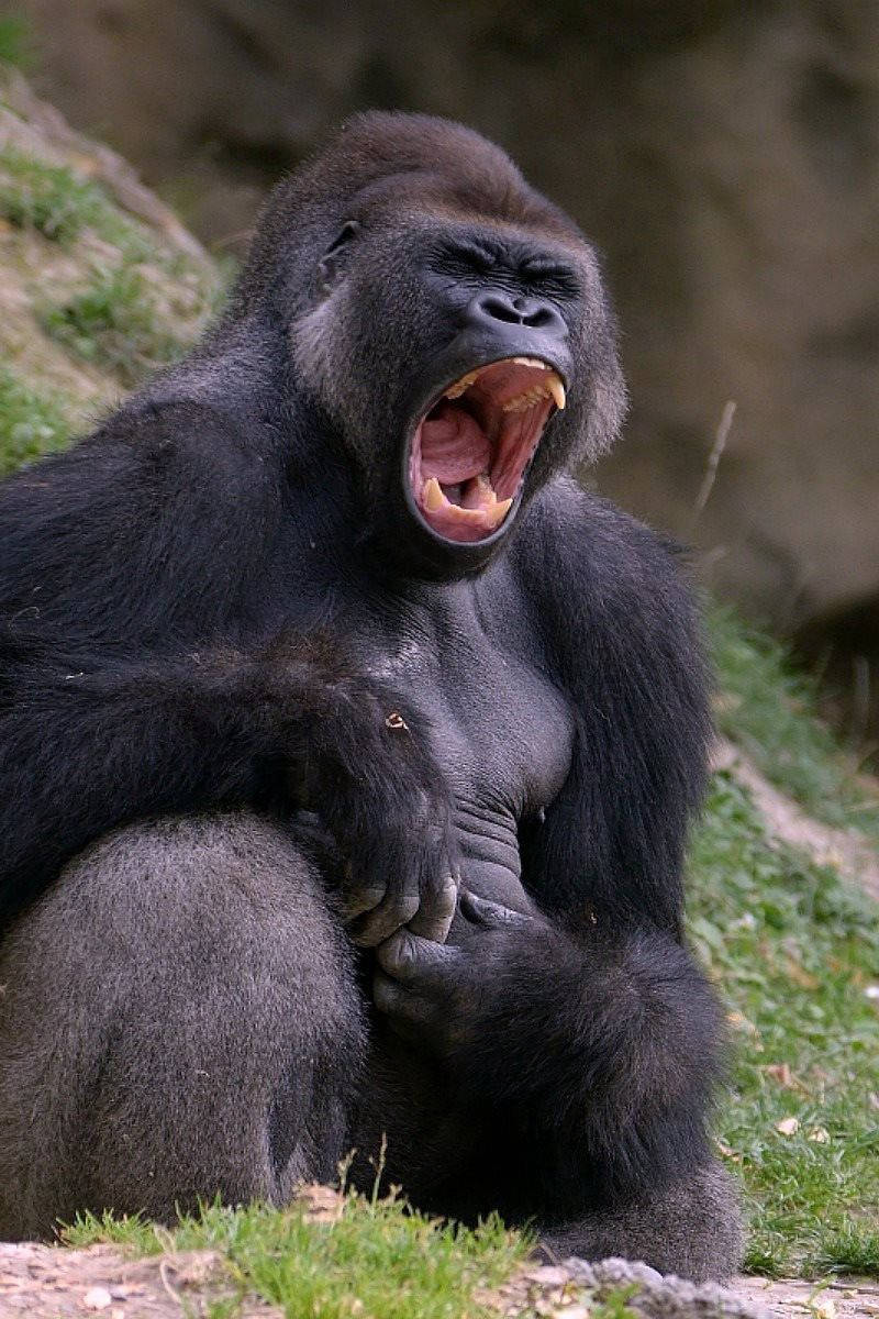 Yawning Black Gorilla Iphone Wallpaper