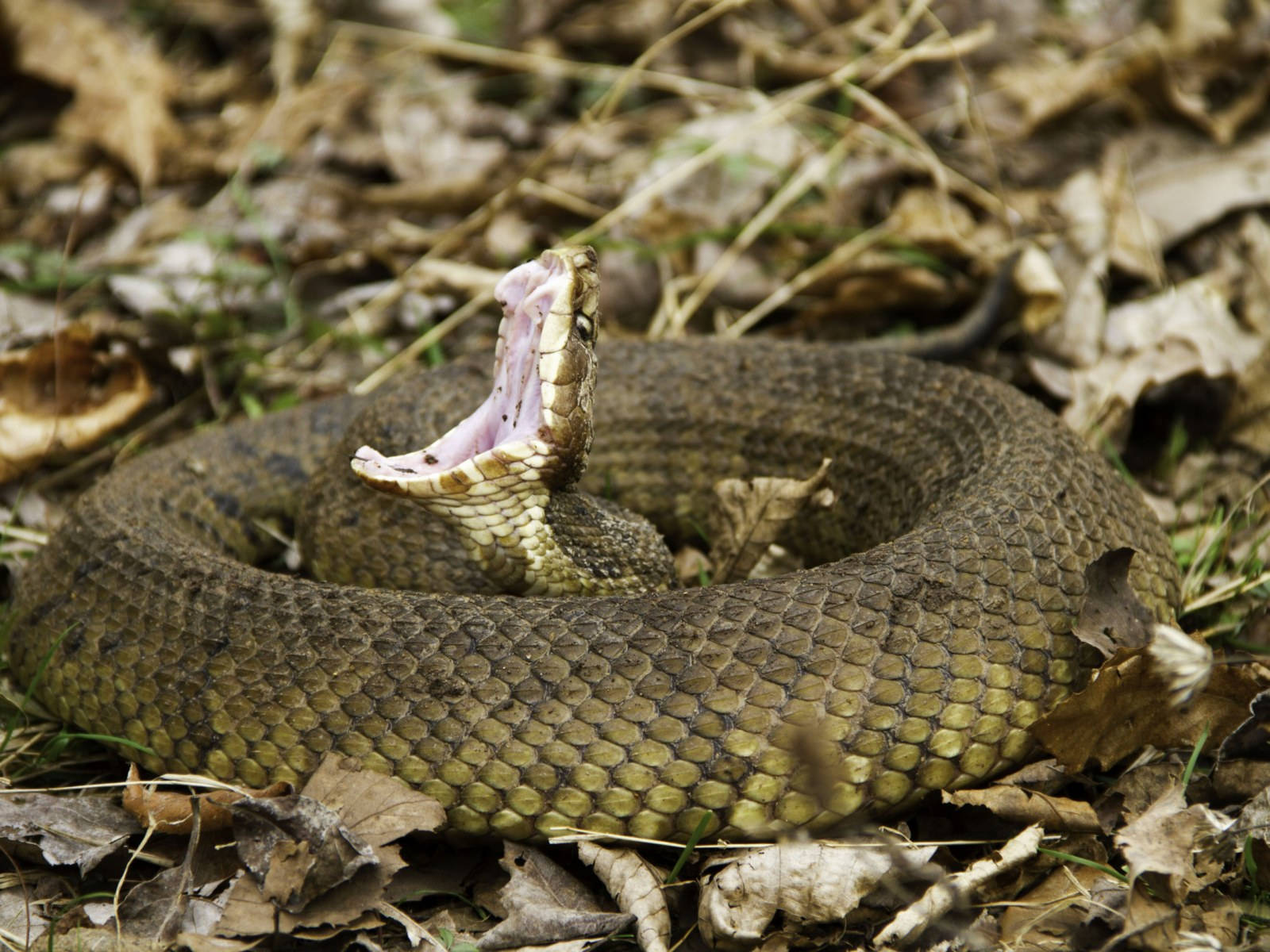 Yawning Coiled Up Cottonmouth Wallpaper