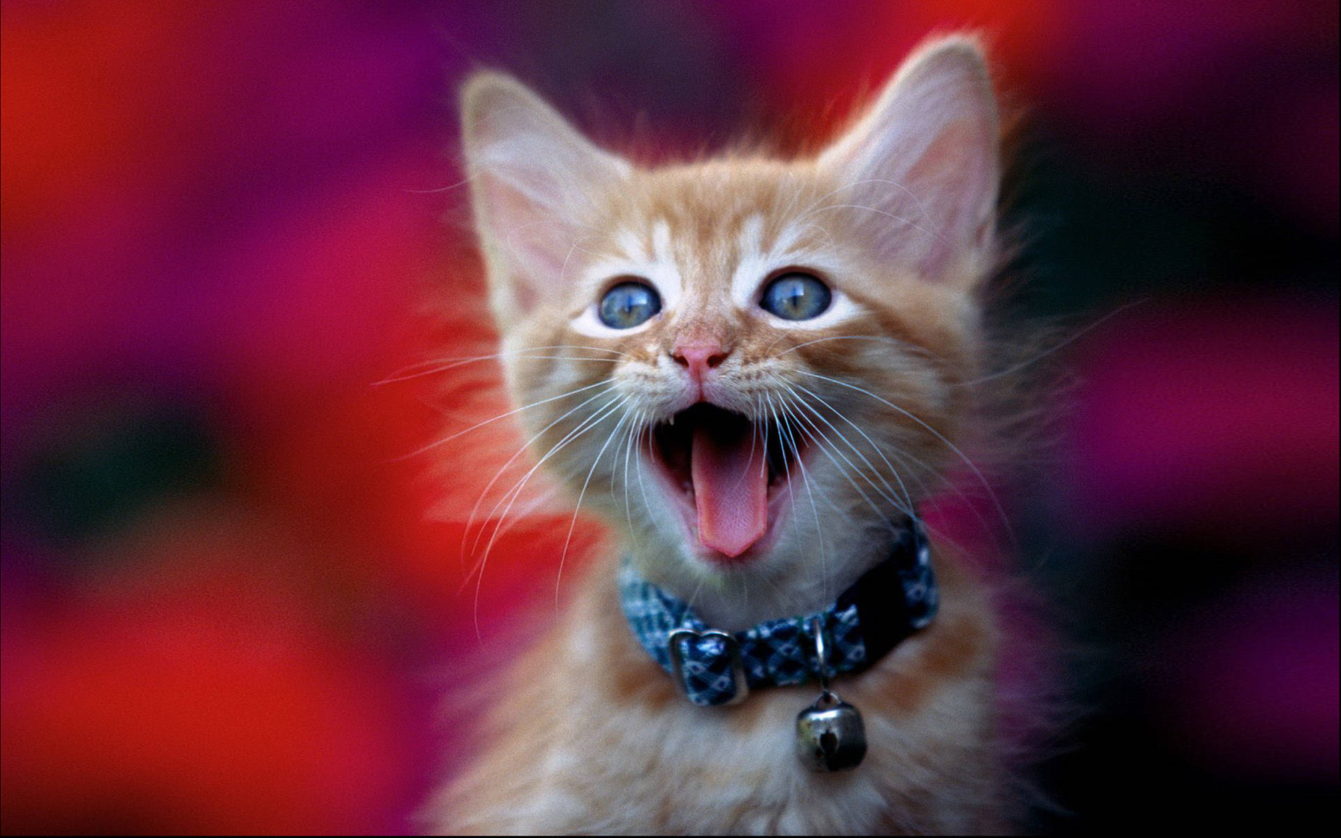 Yawning Cute Cat Hd Wallpaper