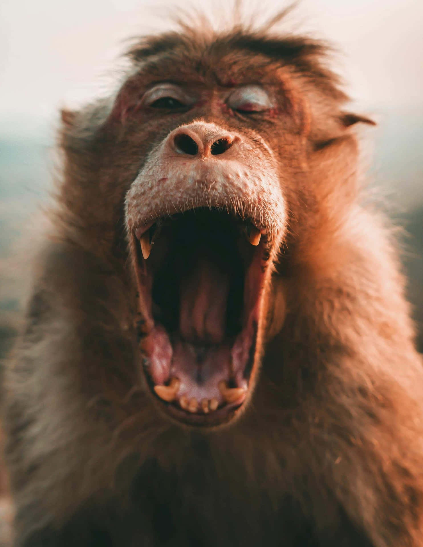 Yawning Monkey Meme Wallpaper