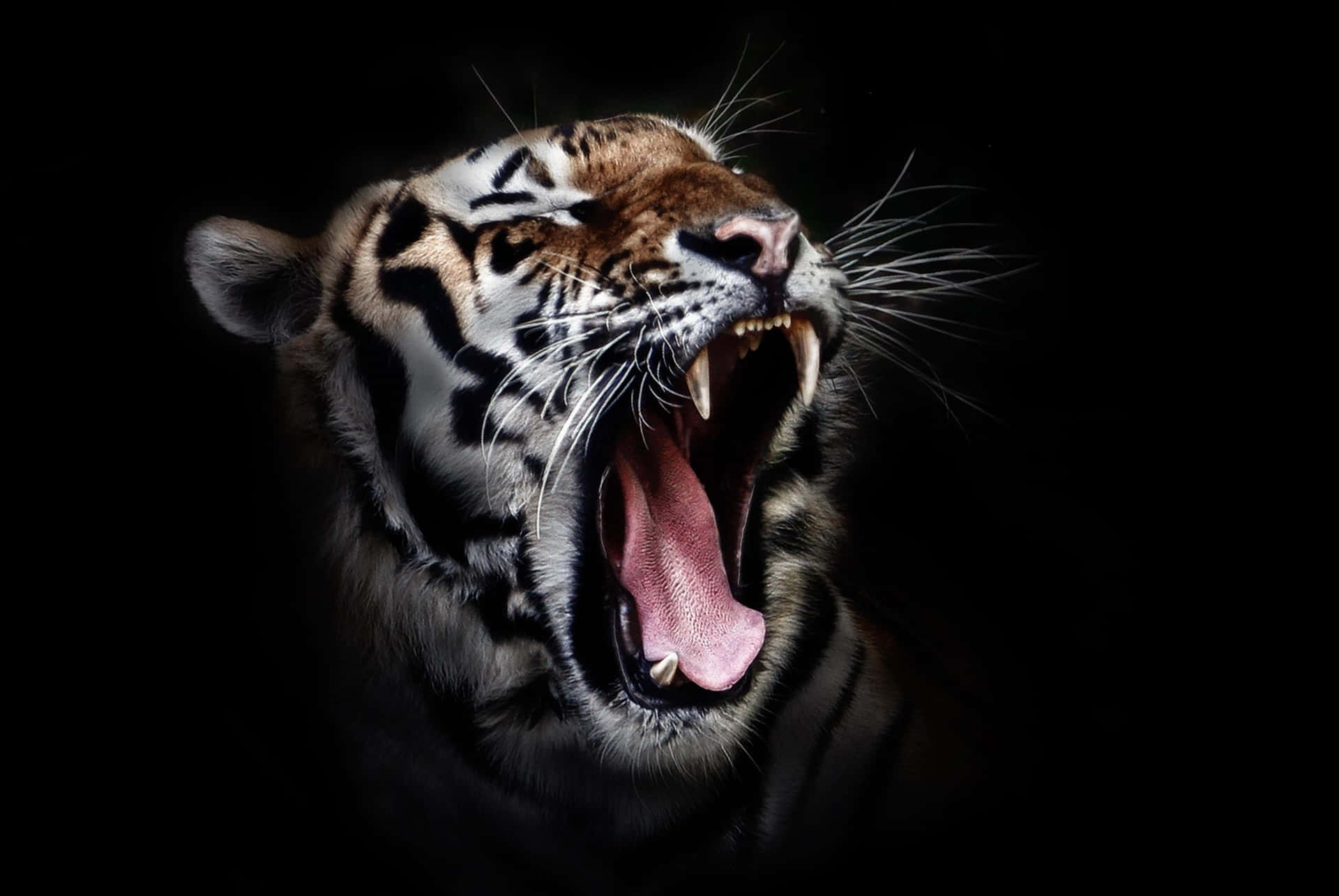 Yawning Overt Tiger Wallpaper