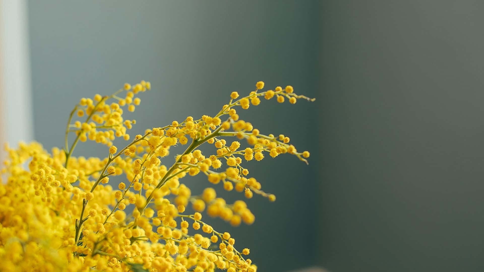 Nyd den skønhed, som solen bringer med dette gule æstetiske baggrundsbillede!