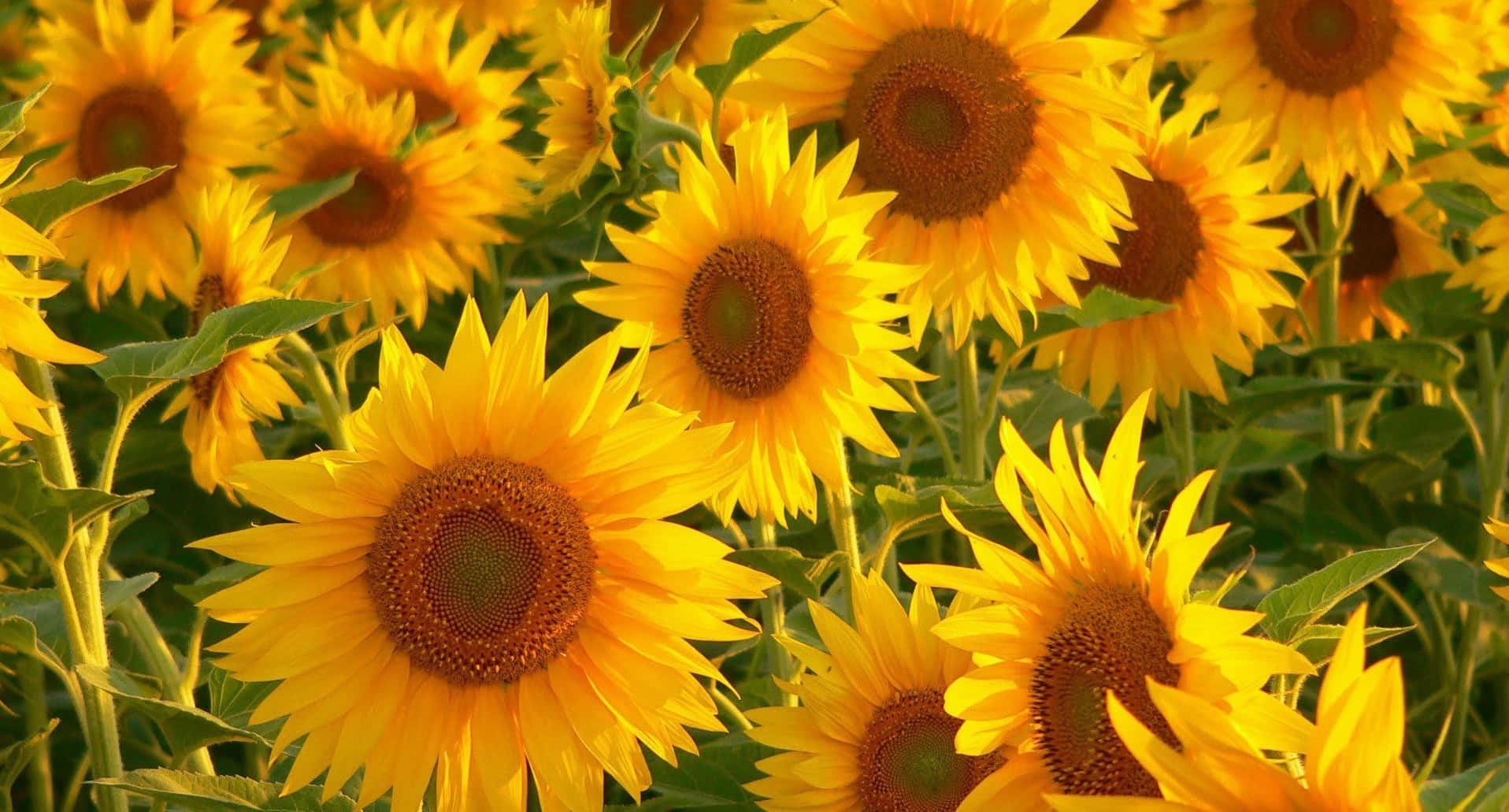 Yellow Aesthetic Desktop Lovely Sunflowers Wallpaper
