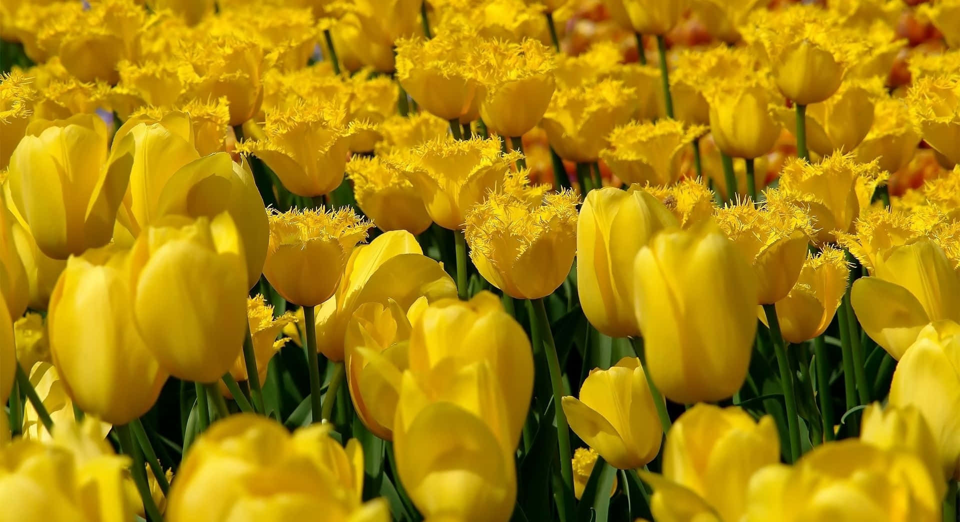 Tulips Garden Yellow Aesthetic Desktop Wallpaper