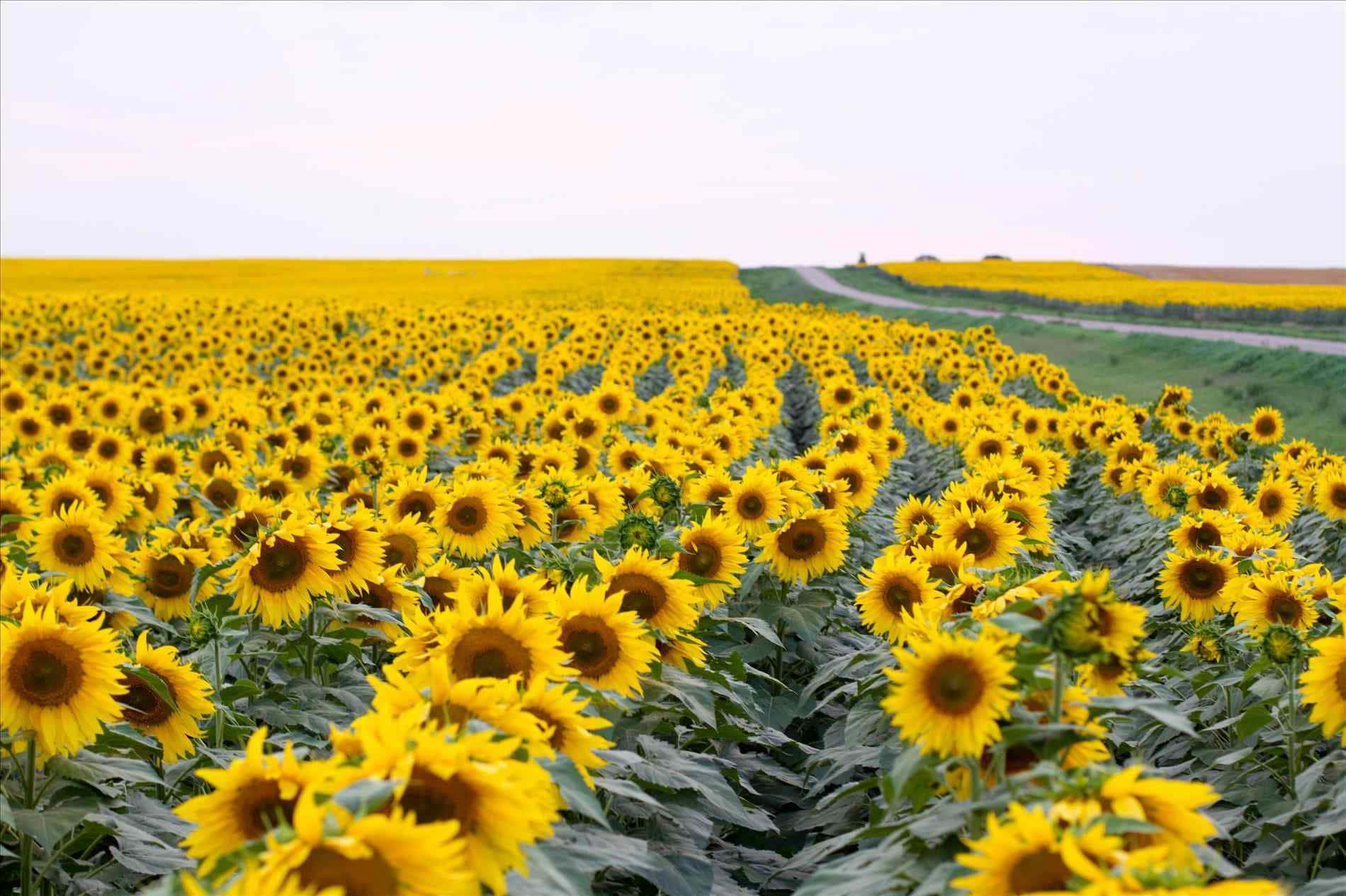 Yellow Aesthetic Desktop Vibrant Sunflowers Wallpaper