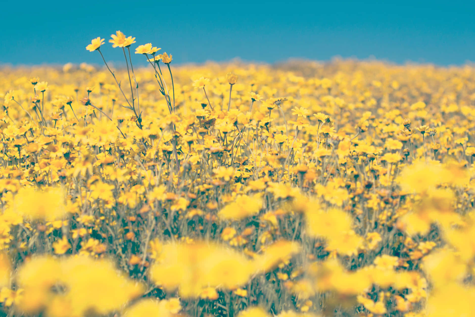 Download Beautiful Flower Field In Yellow Aesthetic Desktop Wallpaper |  