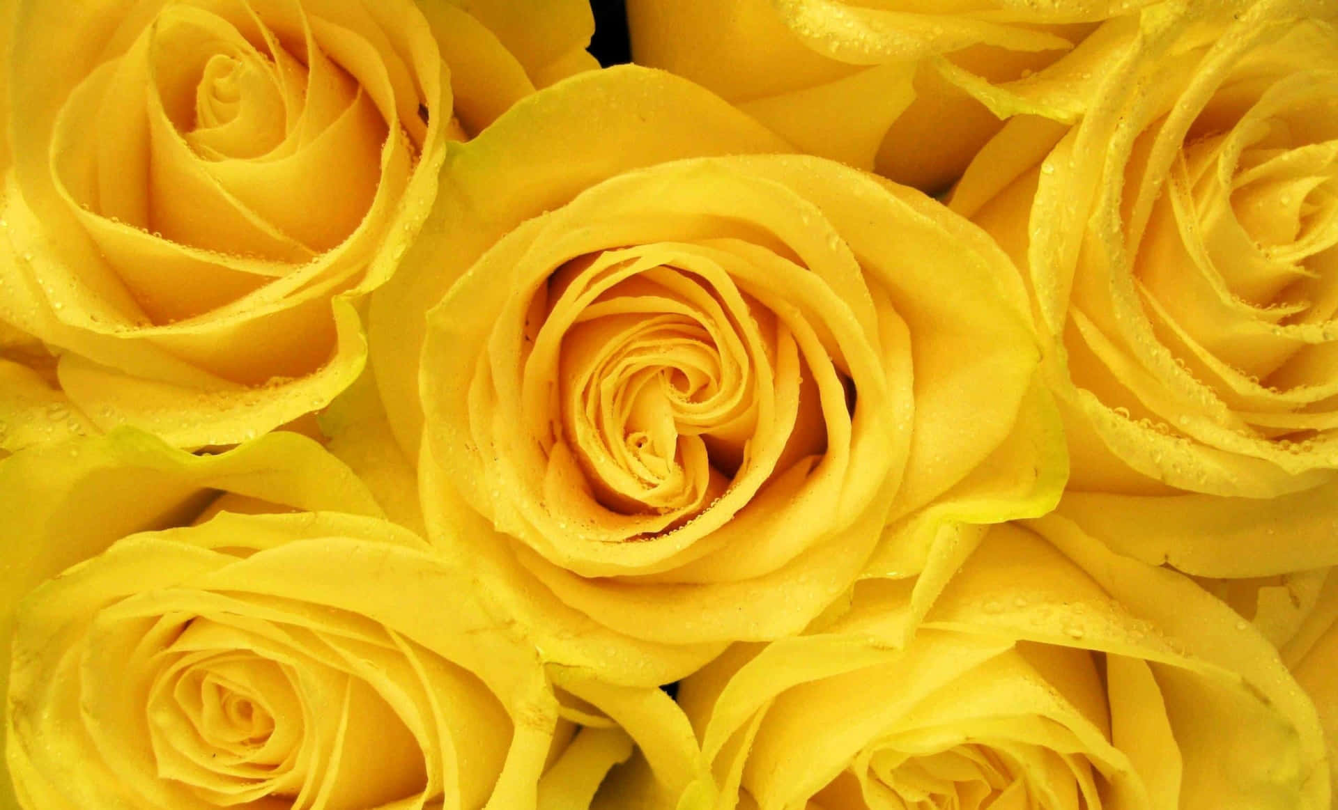 Pretty Roses In Yellow Aesthetic Desktop Wallpaper
