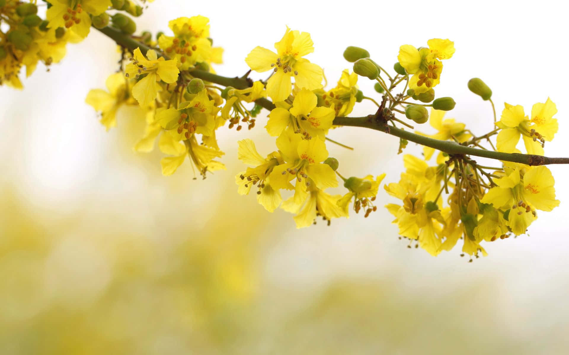 Cherry Blossoms In Yellow Aesthetic Desktop Wallpaper