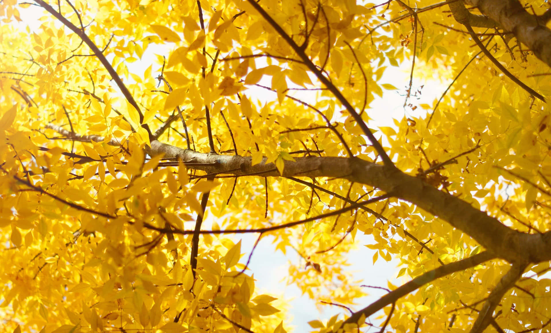 Autumn Leaves Yellow Aesthetic Desktop Wallpaper