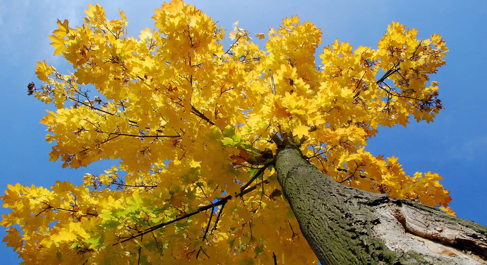 Yellow Aesthetic Desktop Maple Tree Wallpaper