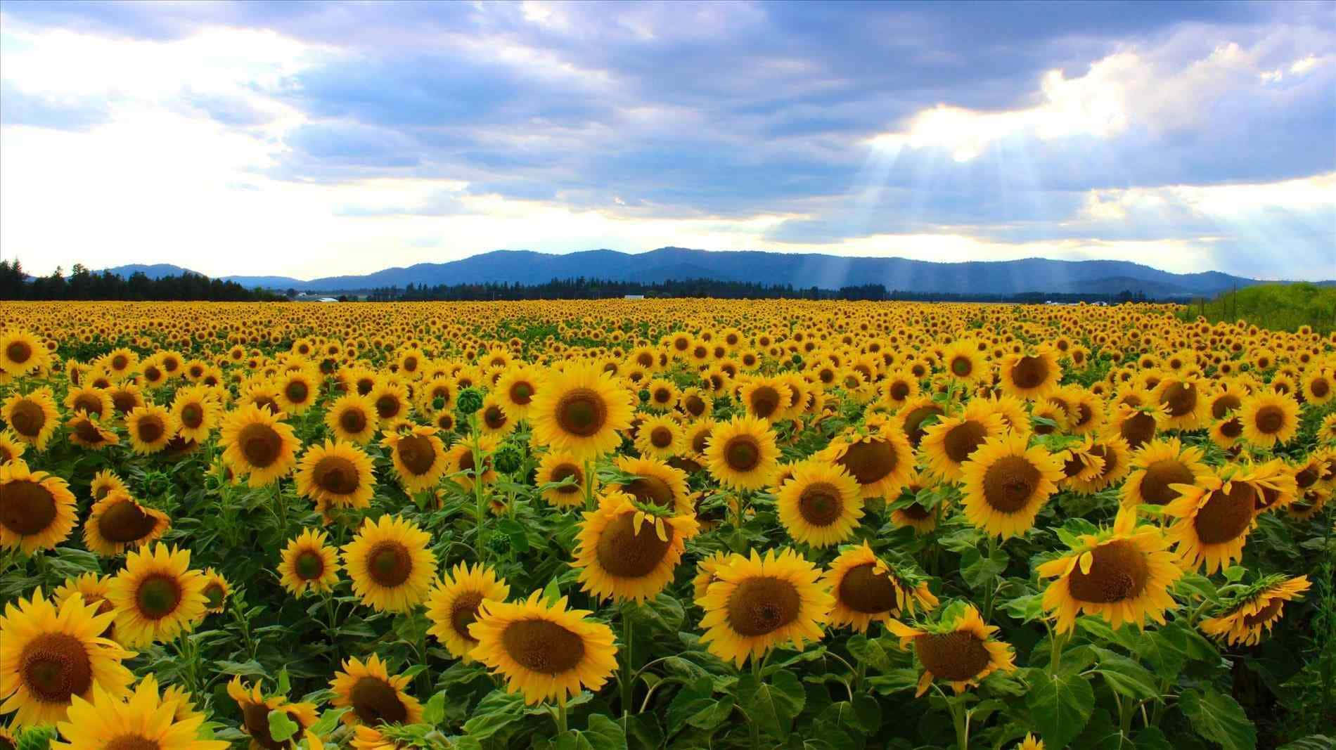 Sunflower Field Yellow Aesthetic Desktop Wallpaper