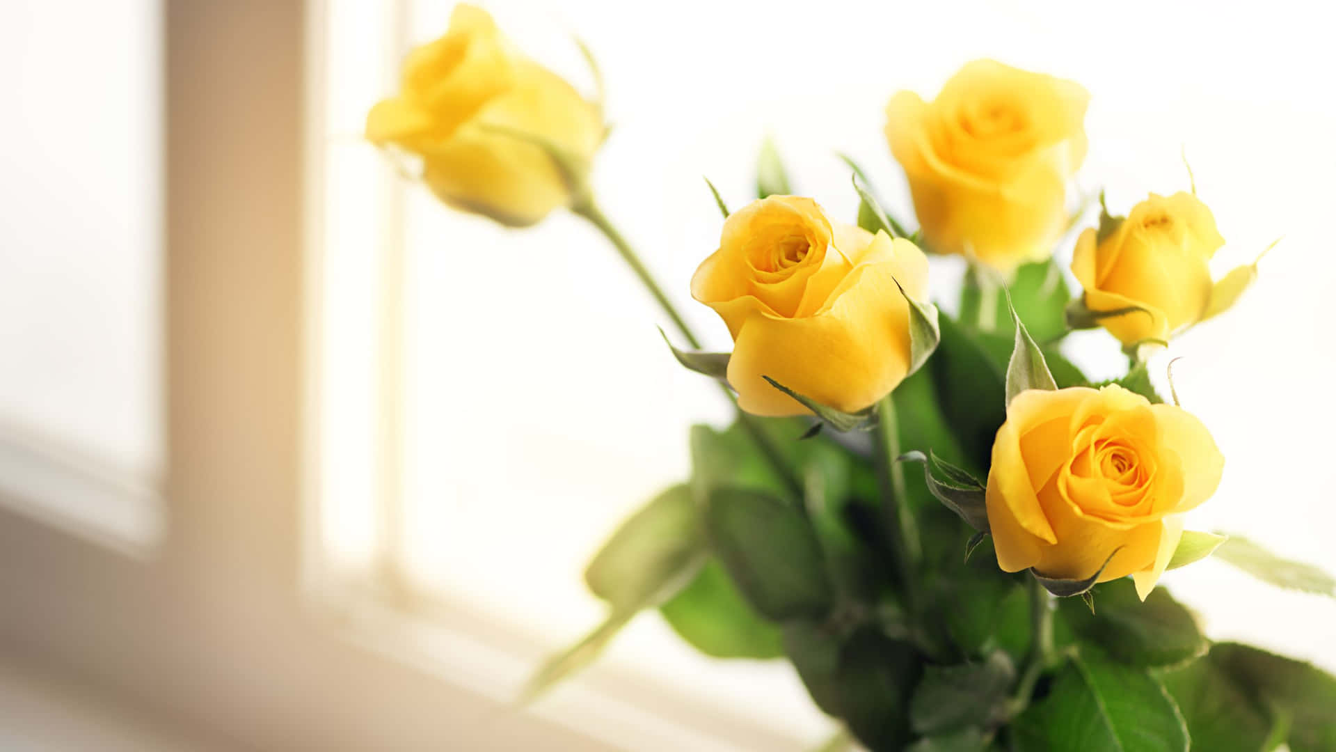 Roser ved vinduet gul æstetisk blomst skrivebordsbaggrund. Wallpaper