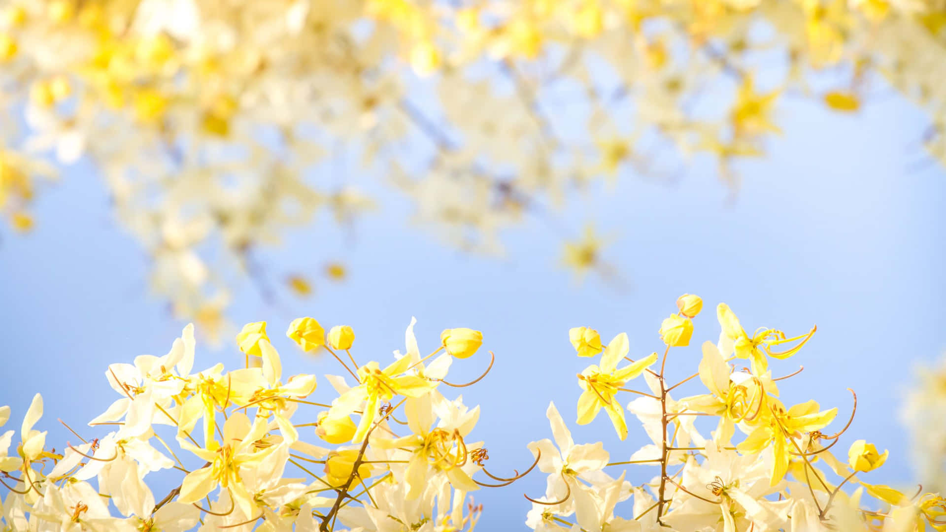 Cassia Fistula Yellow Aesthetic Flower Desktop Wallpaper