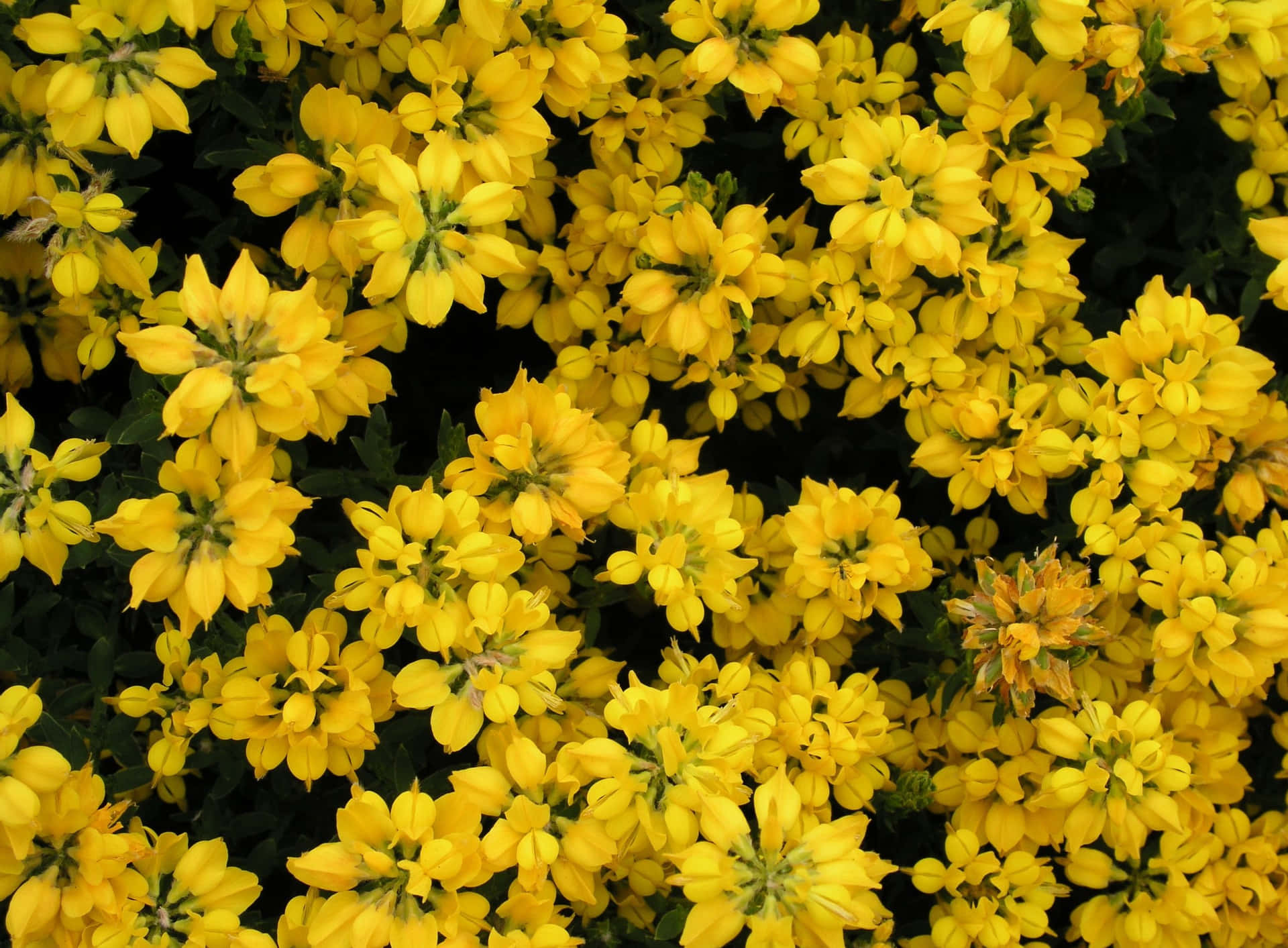 Sunjoy Saffron Barberry Yellow Aesthetic Flower Desktop Wallpaper