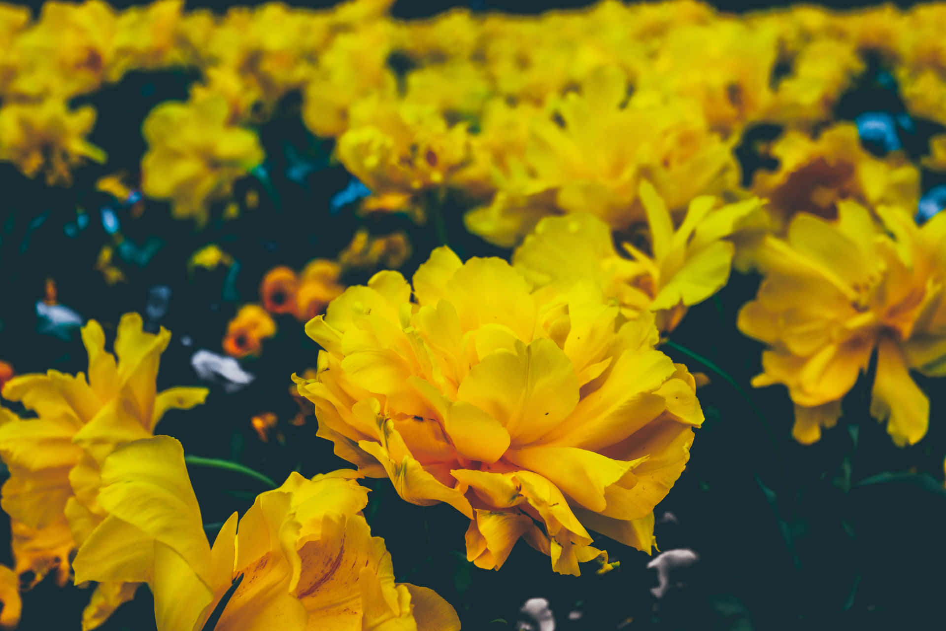 Marigold Yellow Aesthetic Flower Desktop Wallpaper