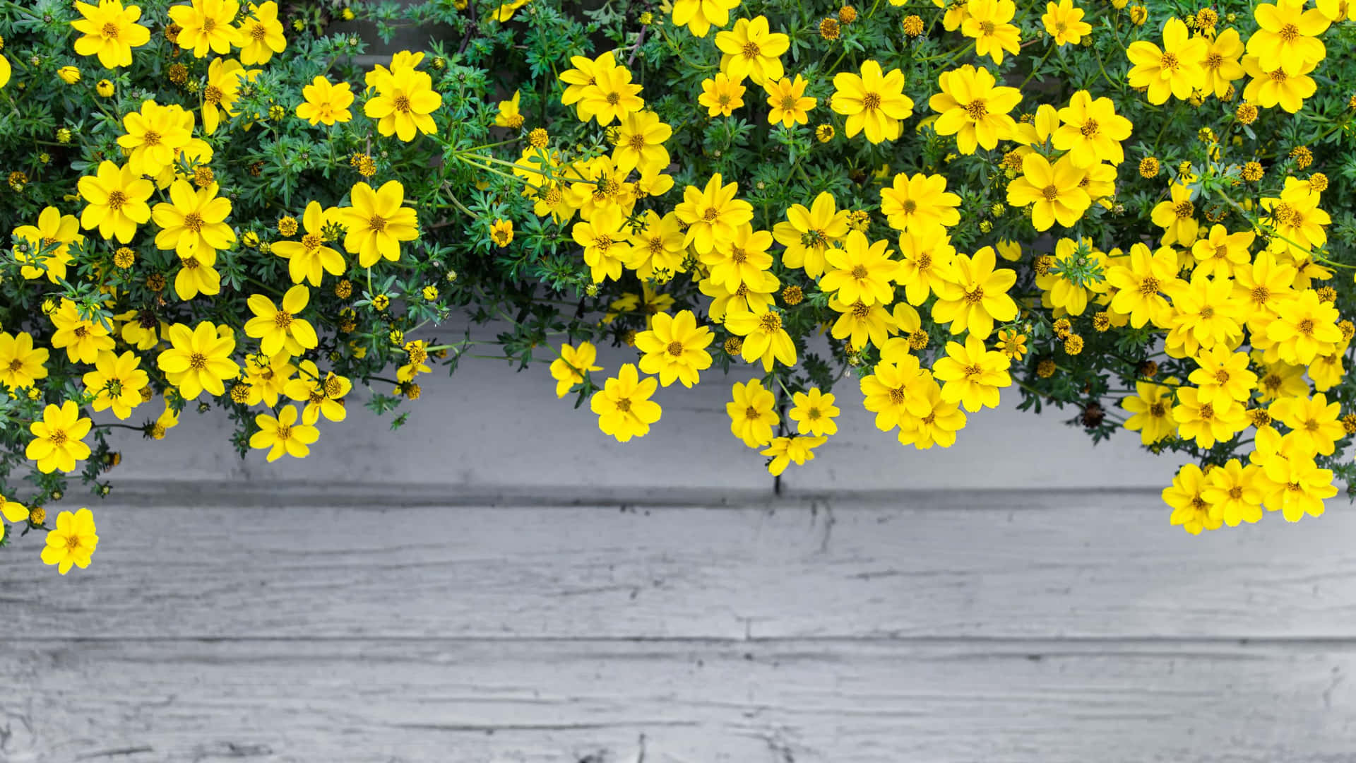 Bidensferulifolia Gelbe Ästhetische Blumen Für Den Desktop Wallpaper