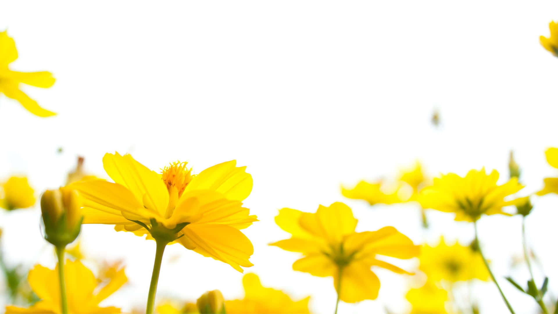 Lovely Cosmos In Yellow Aesthetic Flower Desktop Wallpaper