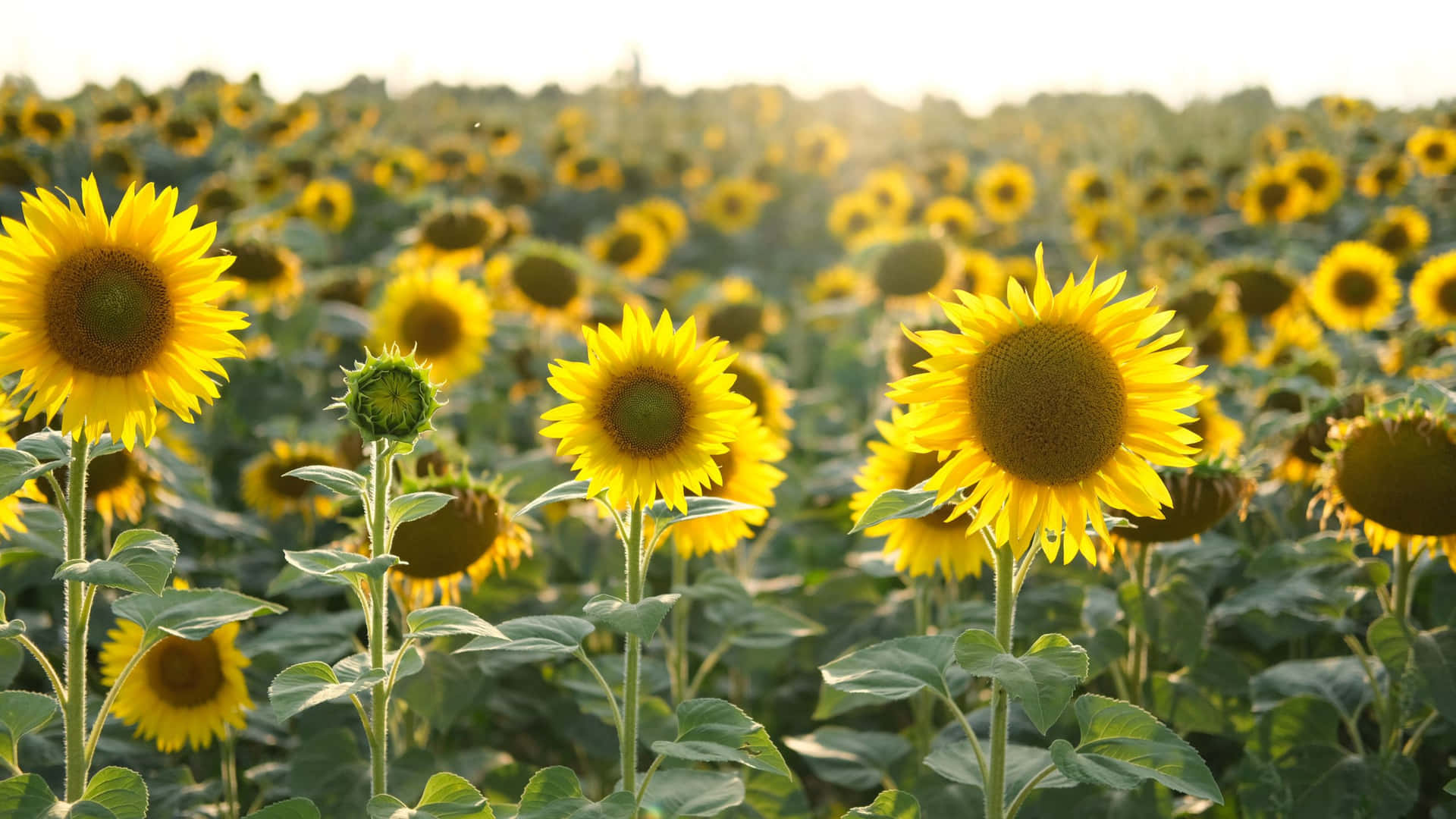 Garden Of Sunflowers In Yellow Aesthetic Flower Desktop Wallpaper