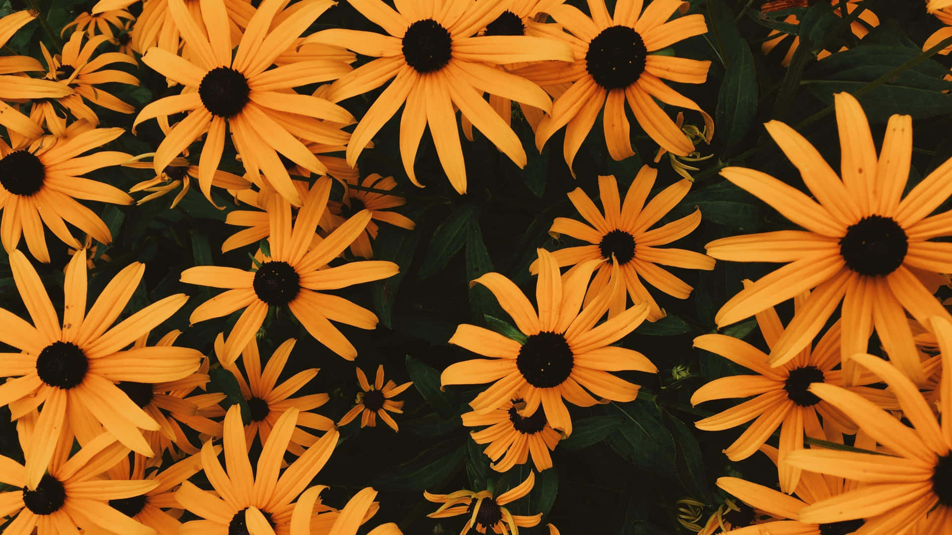 Perennials In Yellow Aesthetic Flower Desktop Wallpaper