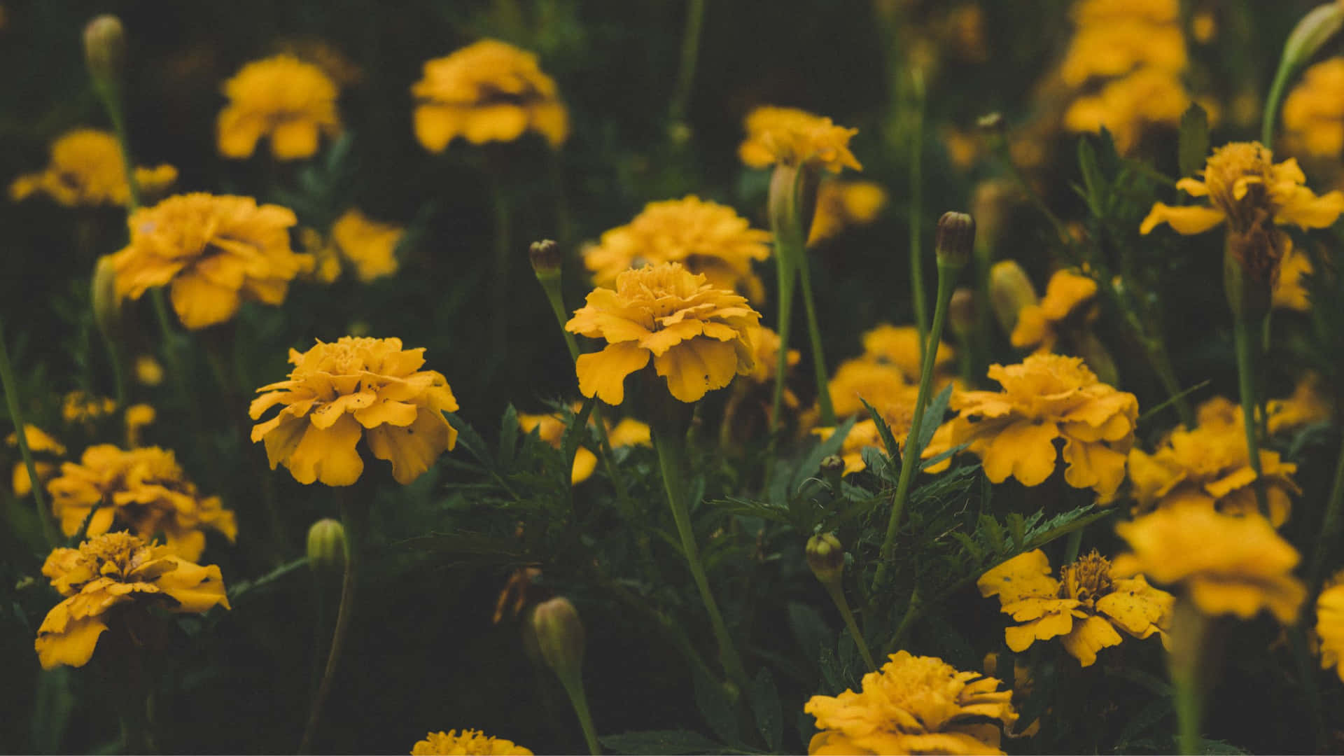 "Glorious yellow flowers illuminating a desktop with aesthetic charm" Wallpaper