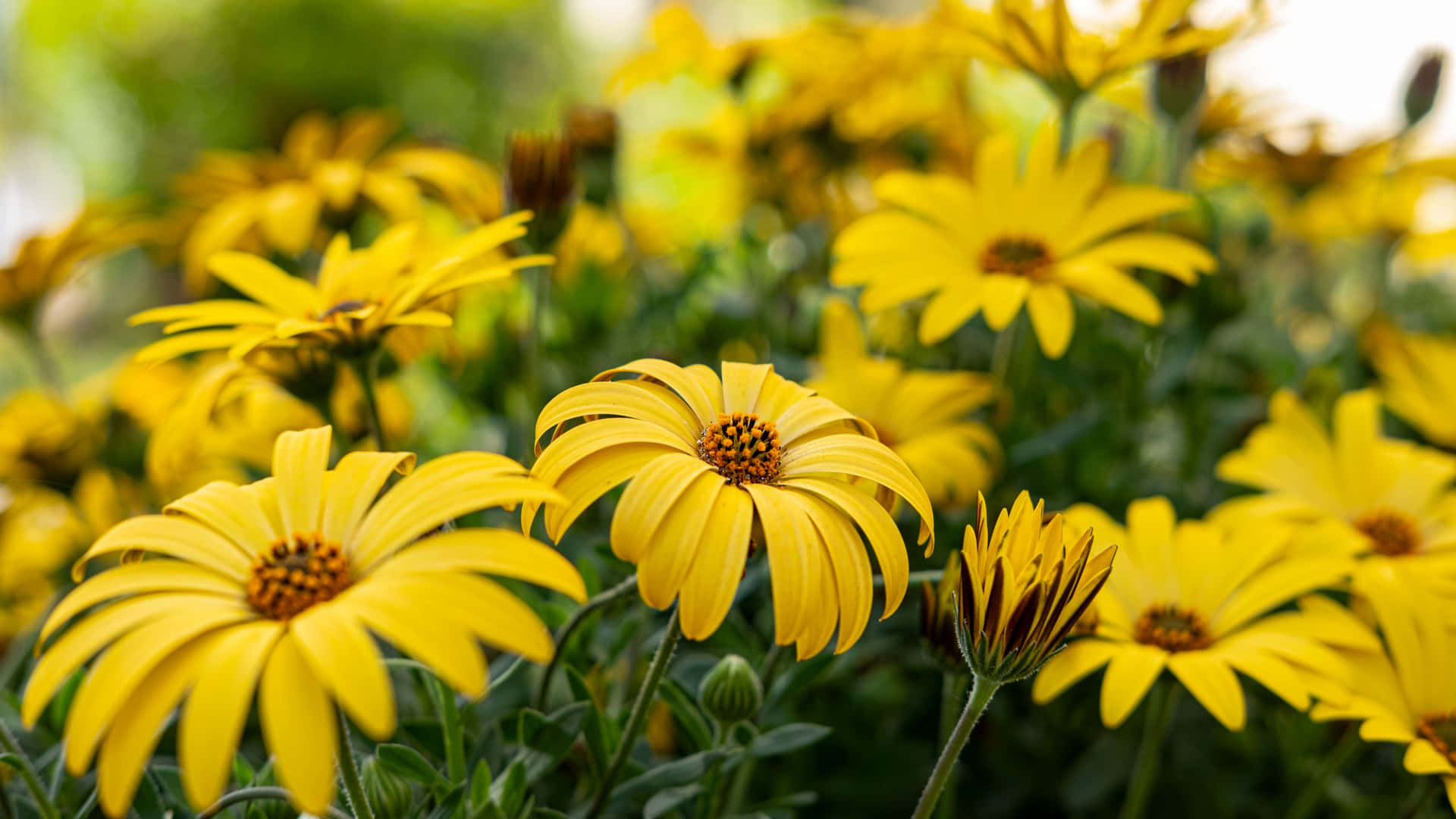 Fresh Blooms Yellow Aesthetic Flower Desktop Wallpaper