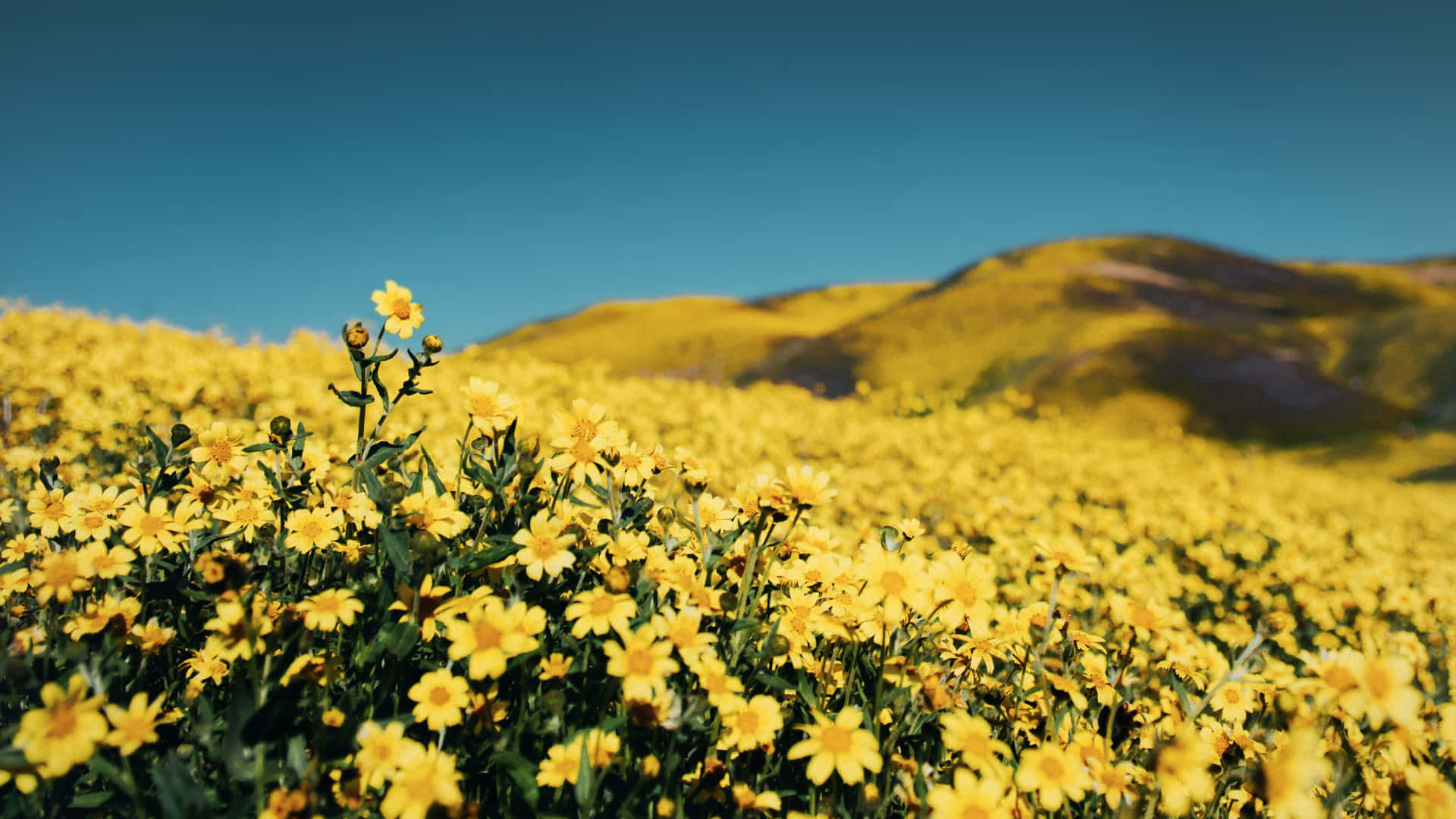 Wunderschönenatur In Gelbem Ästhetischem Blumen-desktop Wallpaper