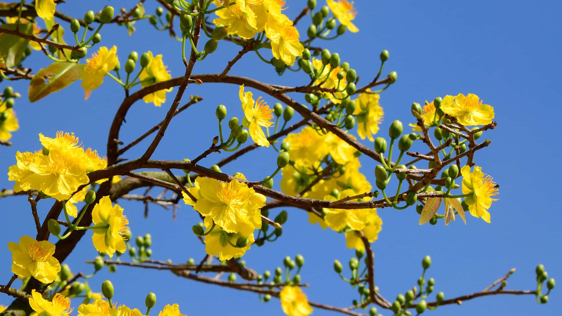 Blå himmel og gul æstetisk blomst skrivebordsbaggrund Wallpaper