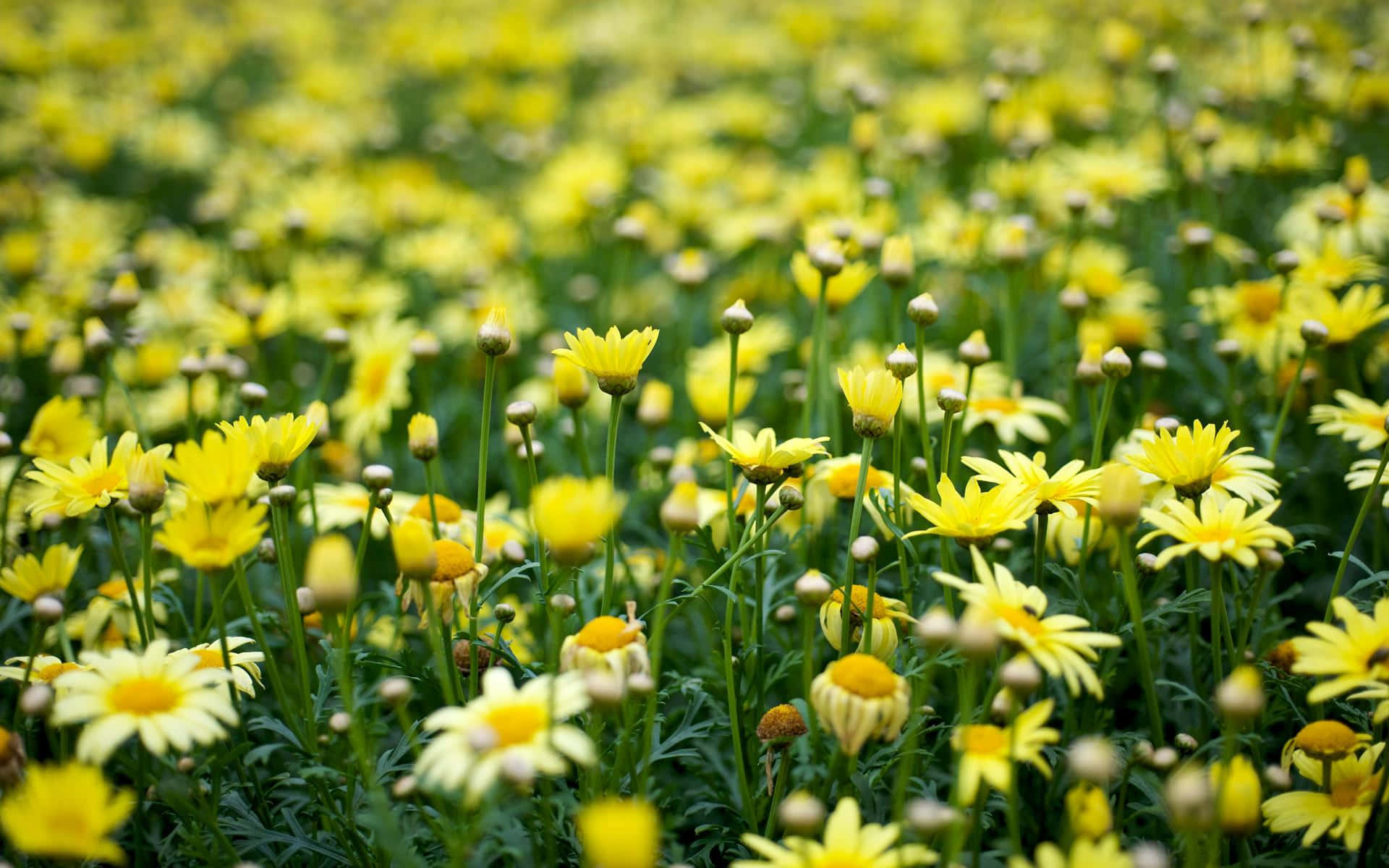 Lovely Garden Yellow Aesthetic Flower Desktop Wallpaper