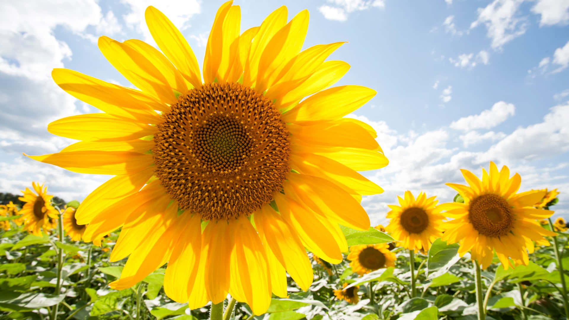 Big Sunflower Yellow Aesthetic Flower Desktop Wallpaper