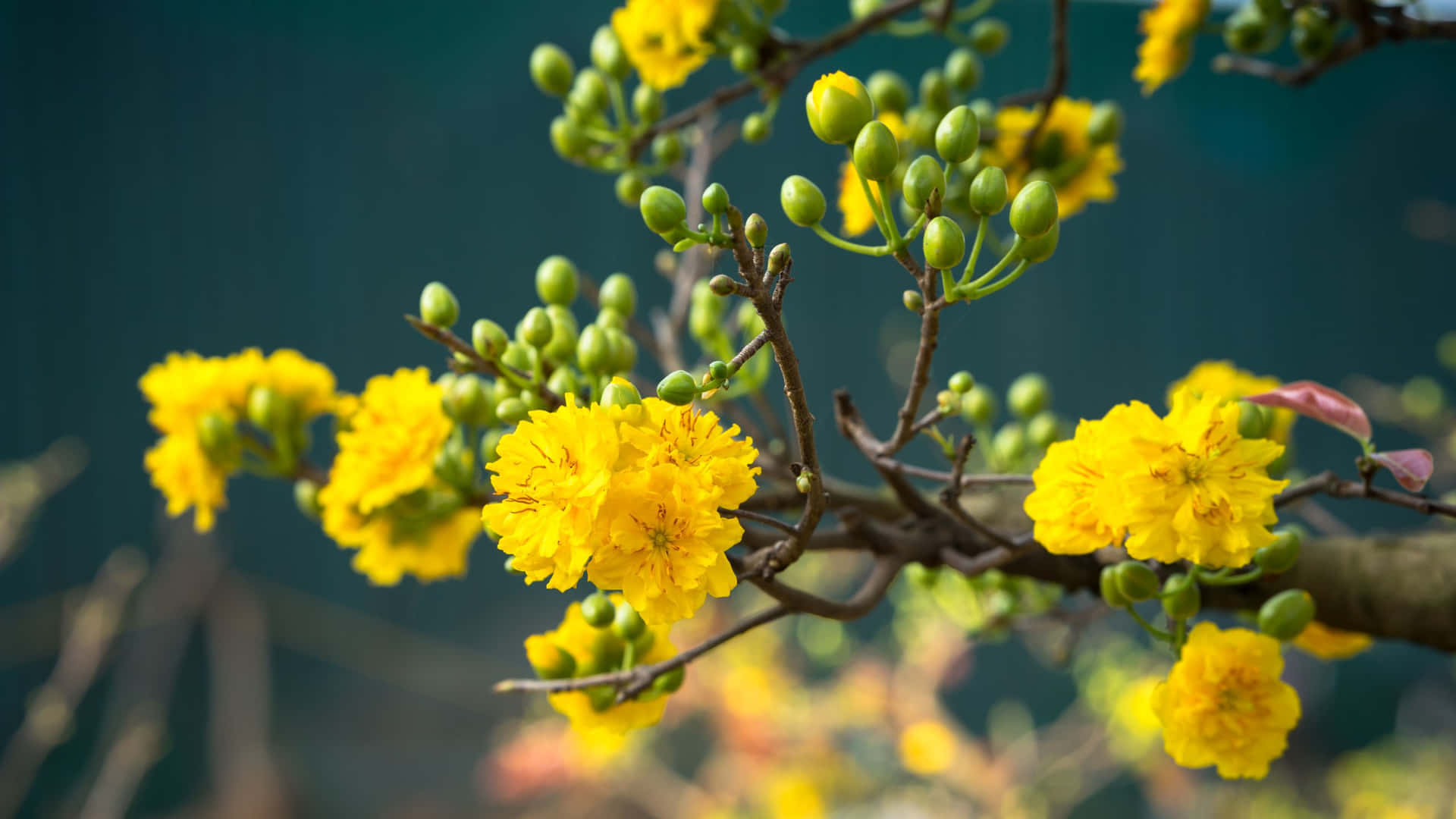 Buds And Blooms Yellow Aesthetic Flower Desktop Wallpaper