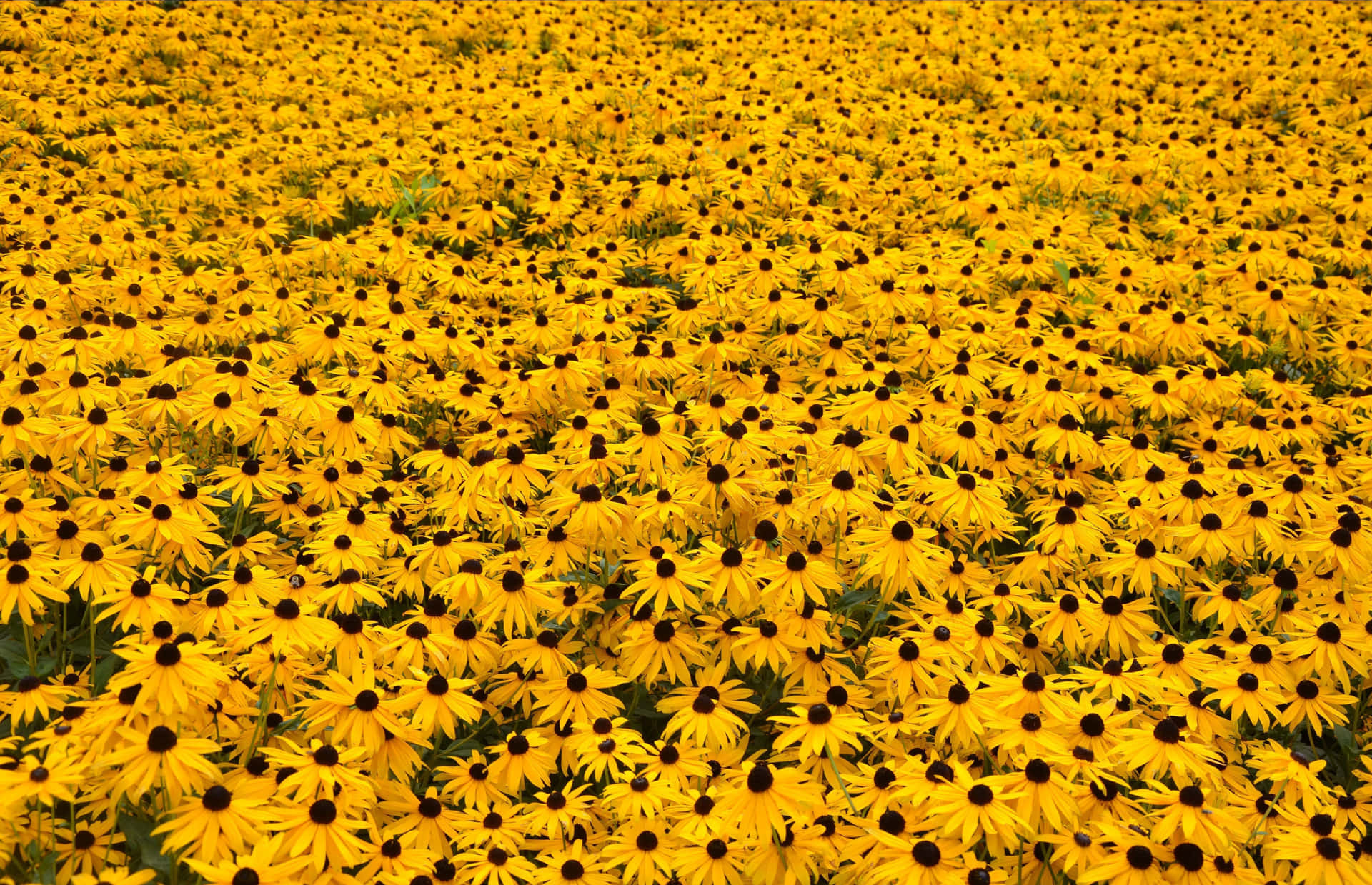 Gelbfarbeneästhetische Blumenlandschaft Für Den Desktop Wallpaper