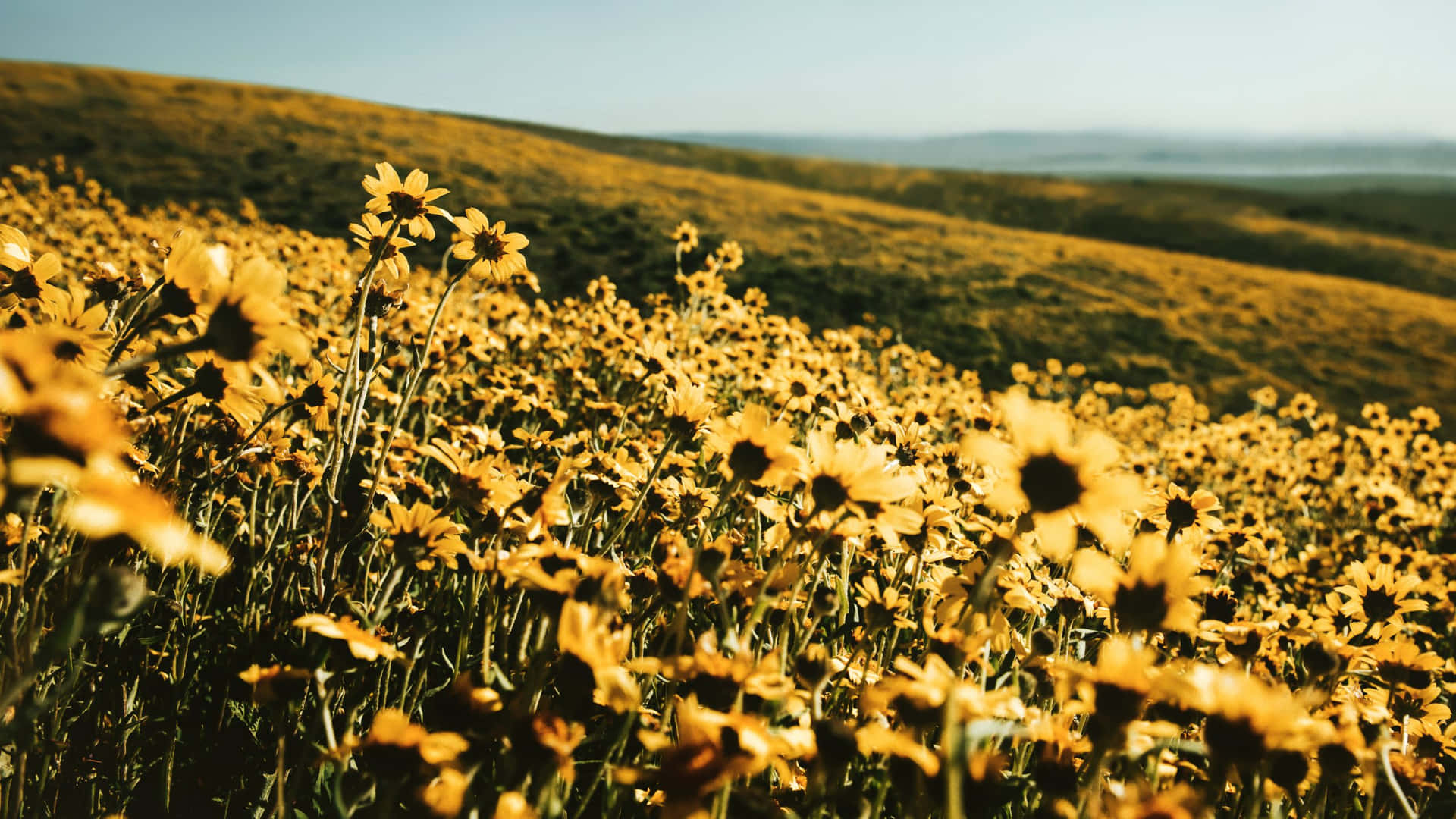 Download Field On A Hill Yellow Aesthetic Flower Desktop Wallpaper |  