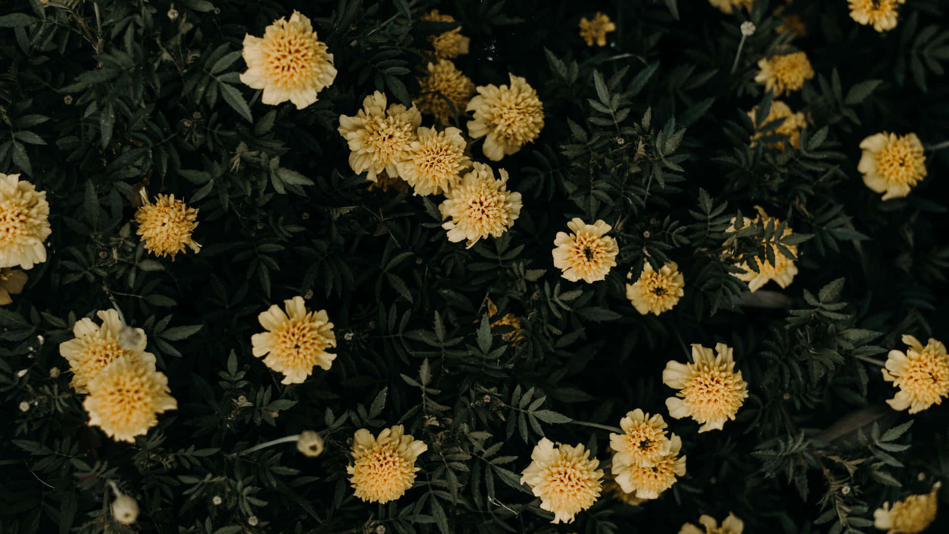 Girasolen Amarillo Claro, Estética Floral Para Escritorio. Fondo de pantalla