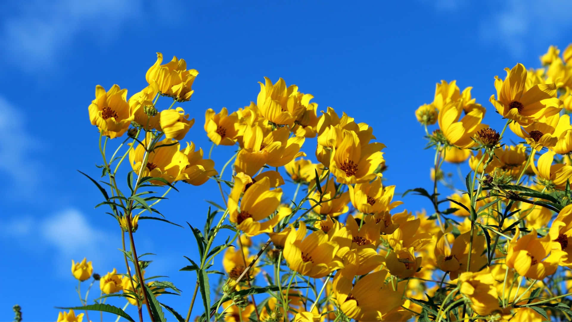 Sky View With Yellow Aesthetic Flower Desktop Wallpaper