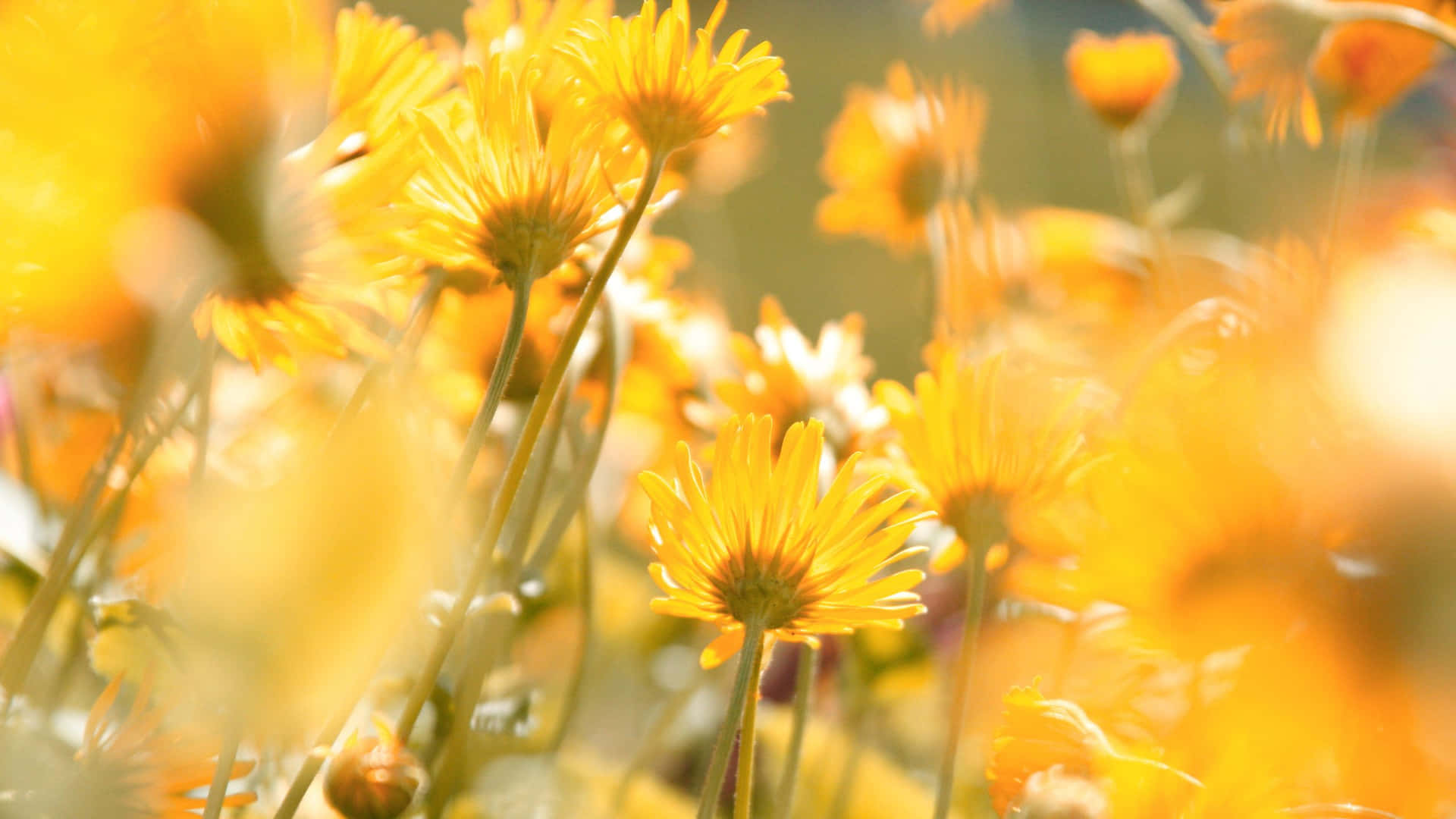 Delicadofondo De Escritorio Con Flores Amarillas Estéticas. Fondo de pantalla