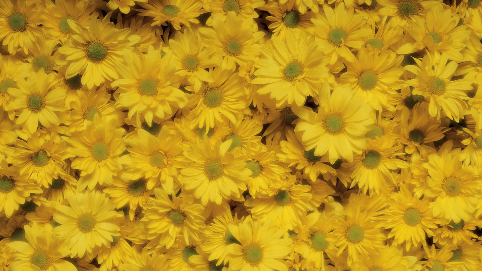 Chrysanthemenin Gelbem Ästhetischem Blumen-desktop Wallpaper