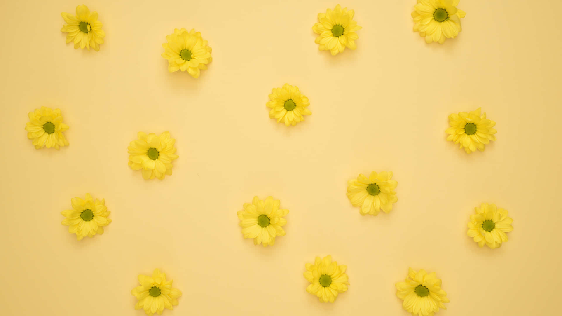 Hübschegelbe Ästhetische Blumen Für Den Desktop Wallpaper