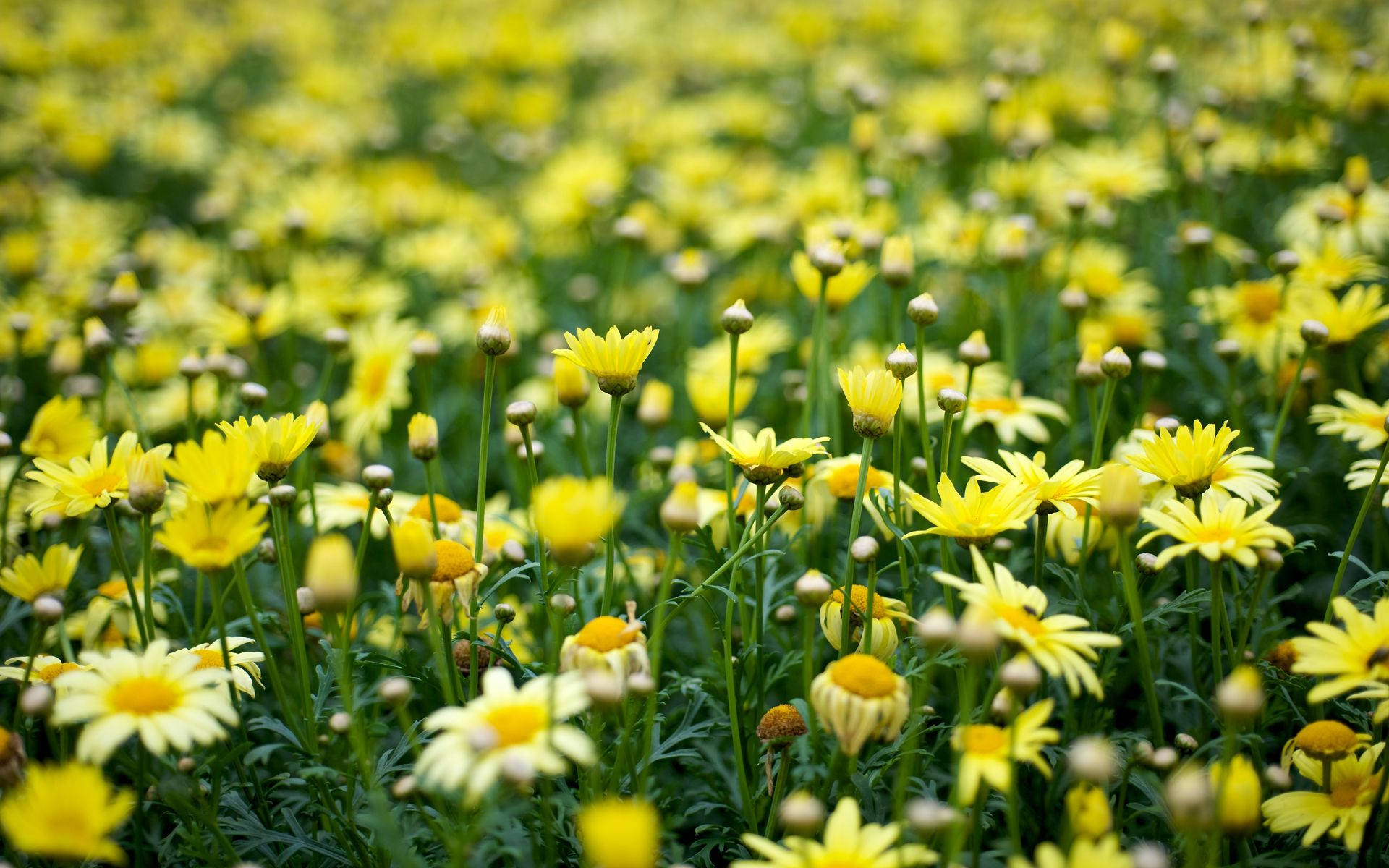 Yellow Aesthetic Flower Field