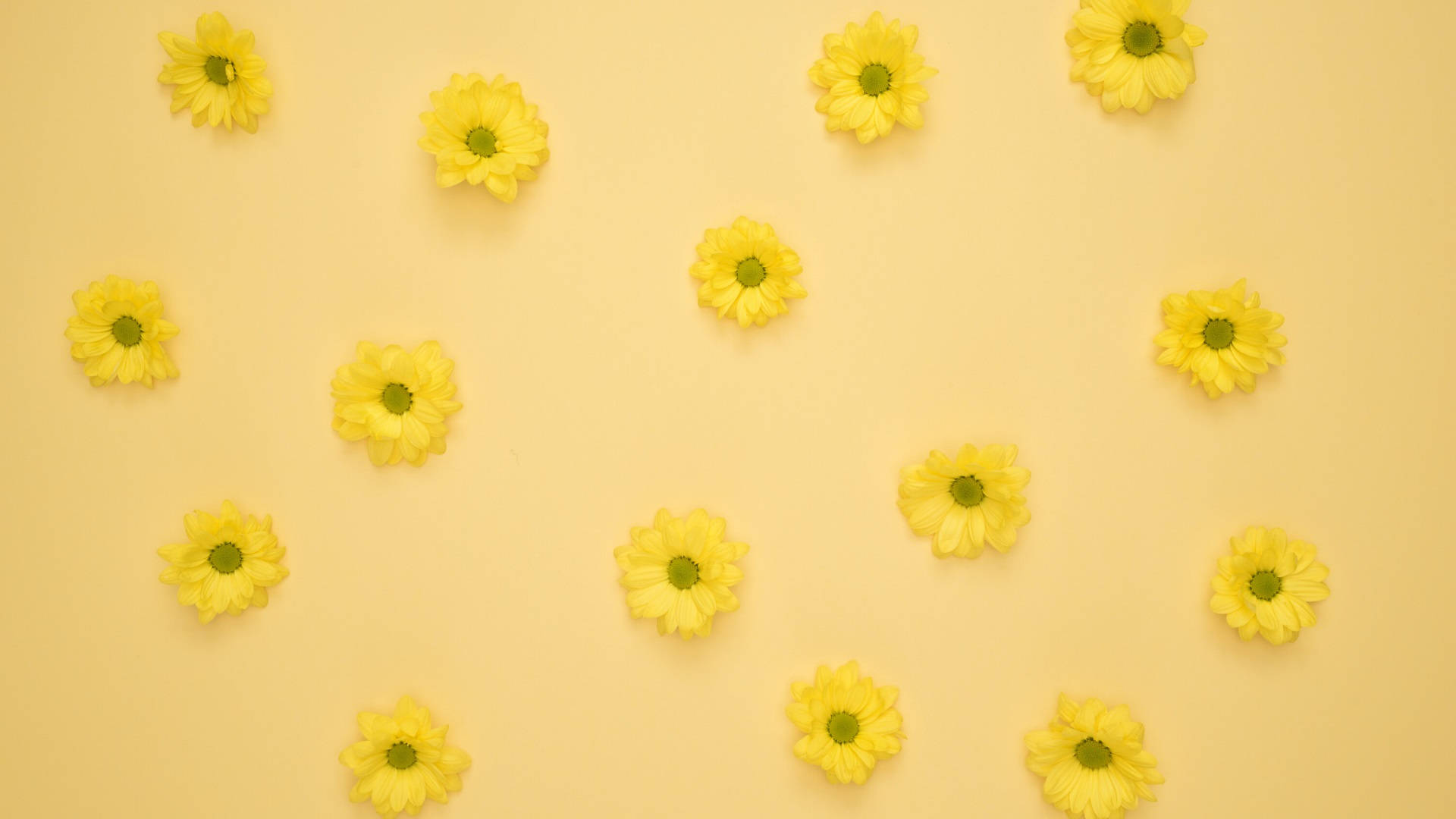 Gelbeästhetische Blumen Für Den Computer. Wallpaper