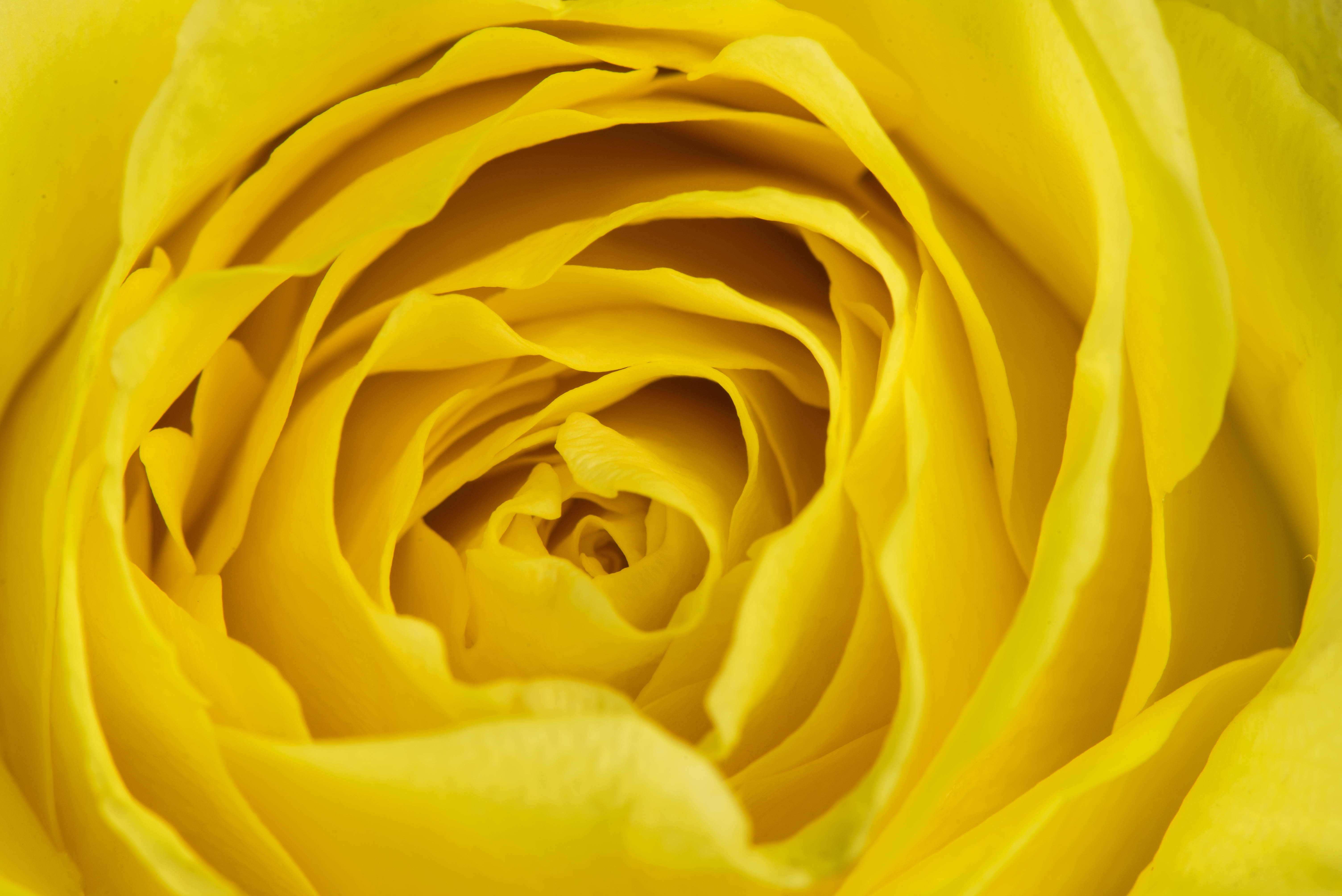 Yellow Aesthetic Laptop Zoomed Rose Background