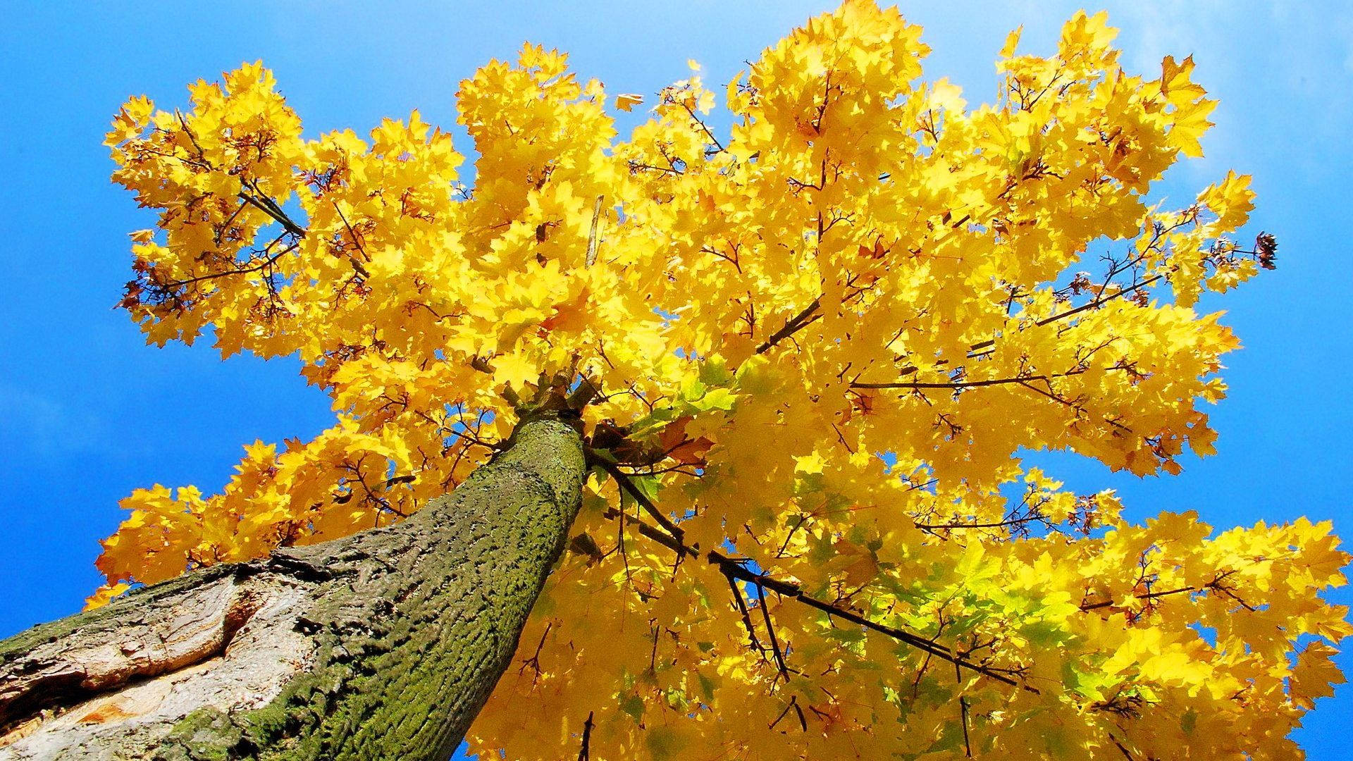 Yellow Aesthetic Maple Tree Wallpaper