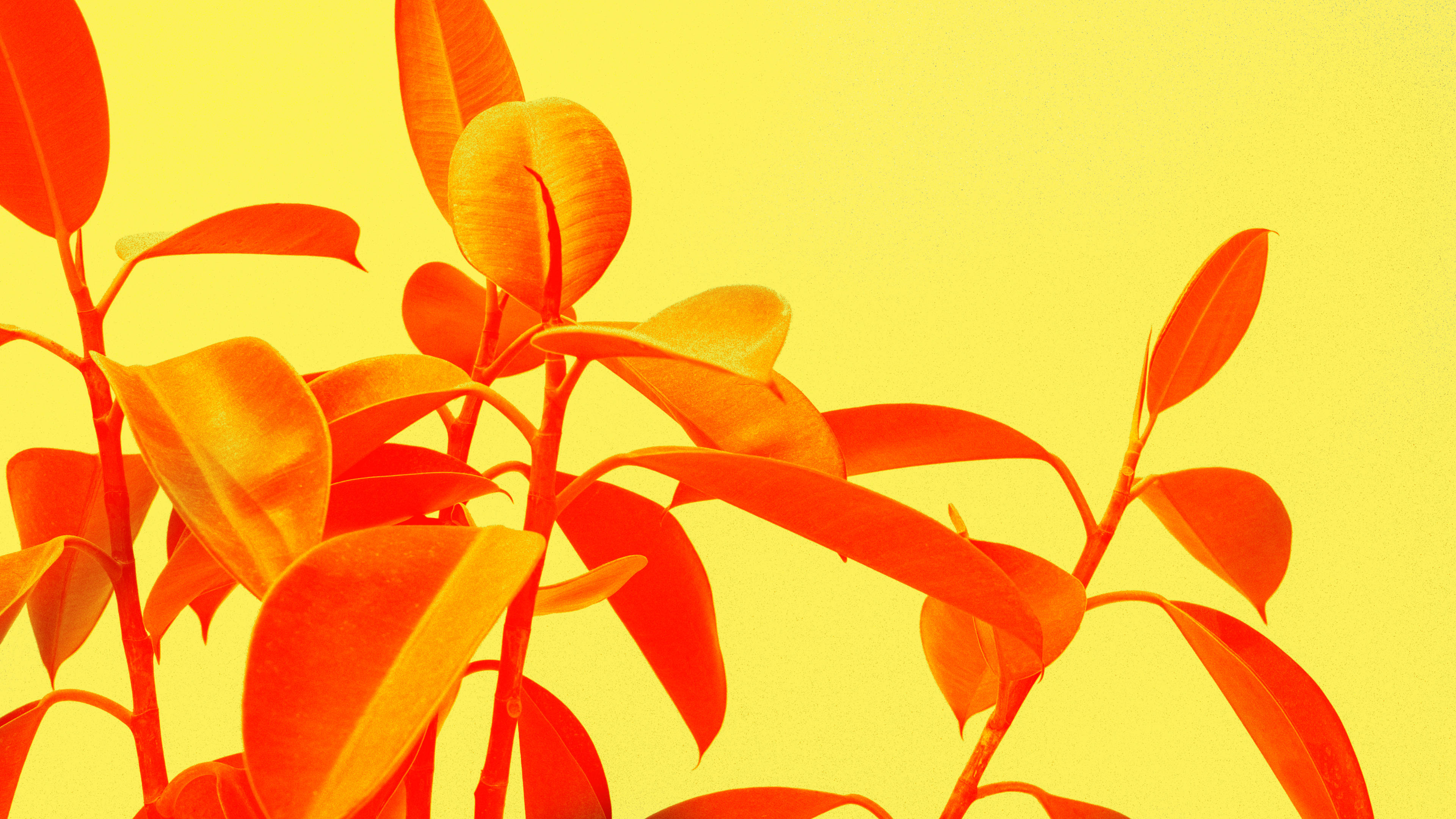 Yellow Aesthetic Minimalist Plant Wallpaper