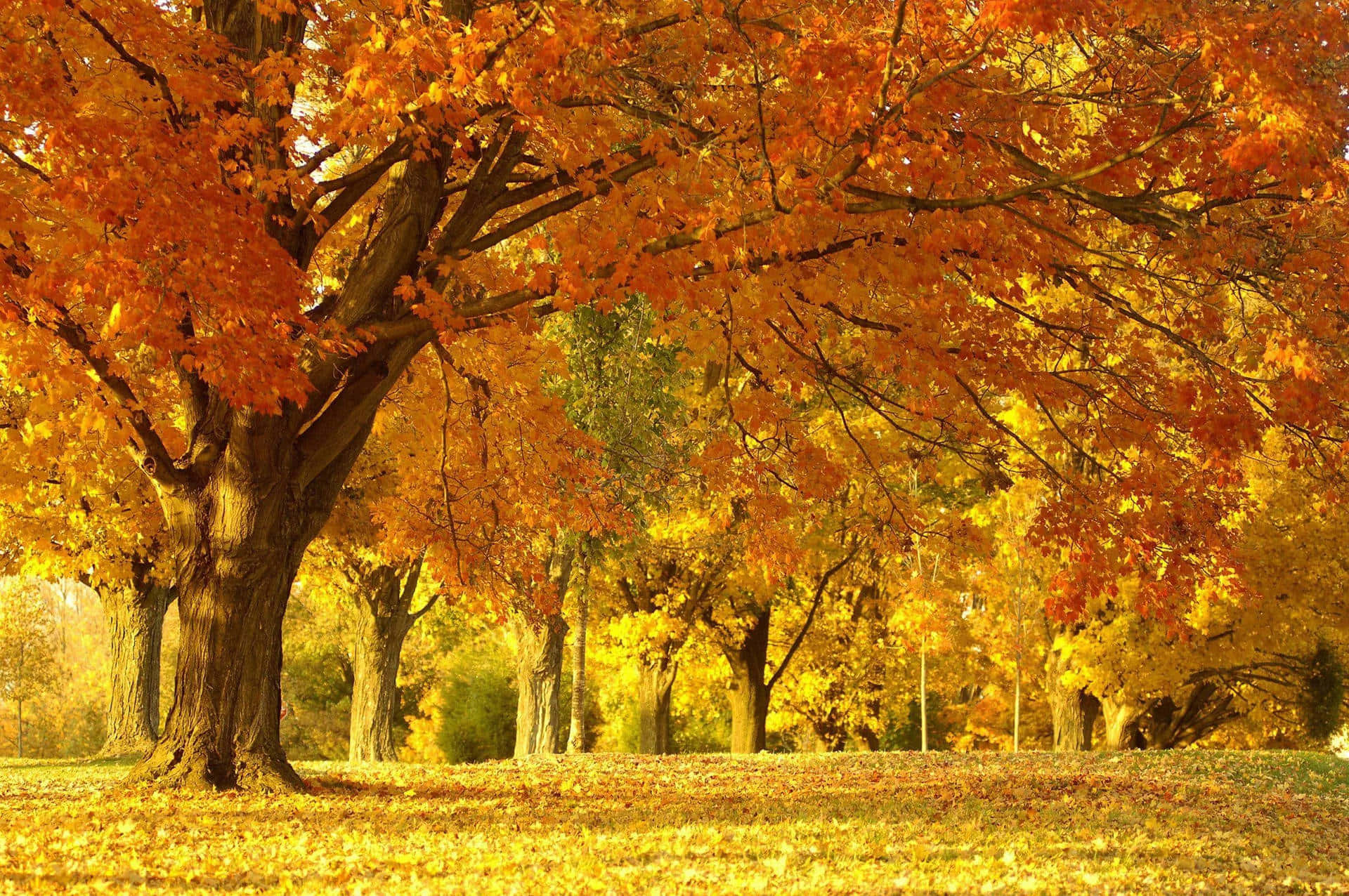 Autumn Yellow Aesthetic Picture